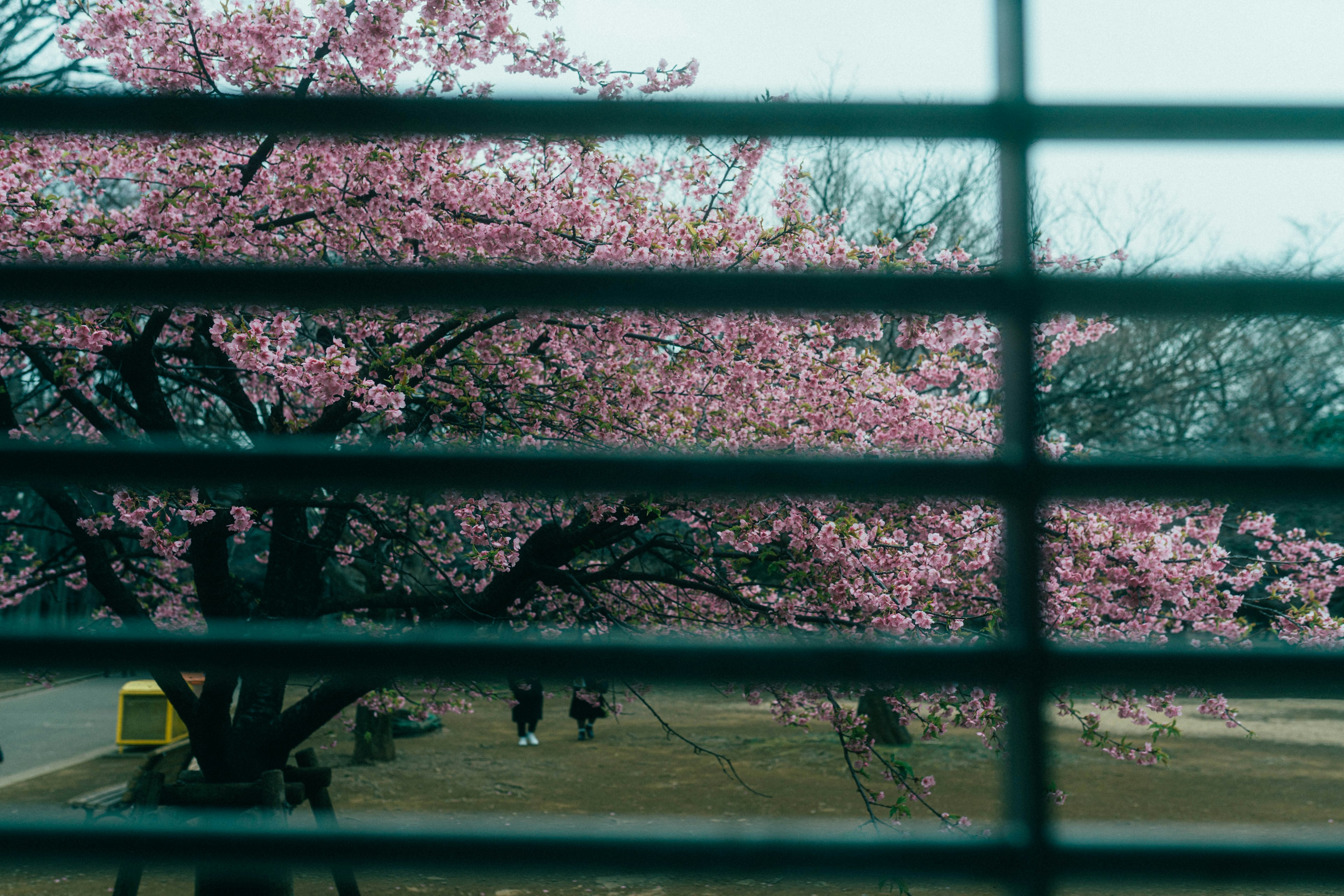 窓のブラインド越しに見える桜の木とその周囲の風景