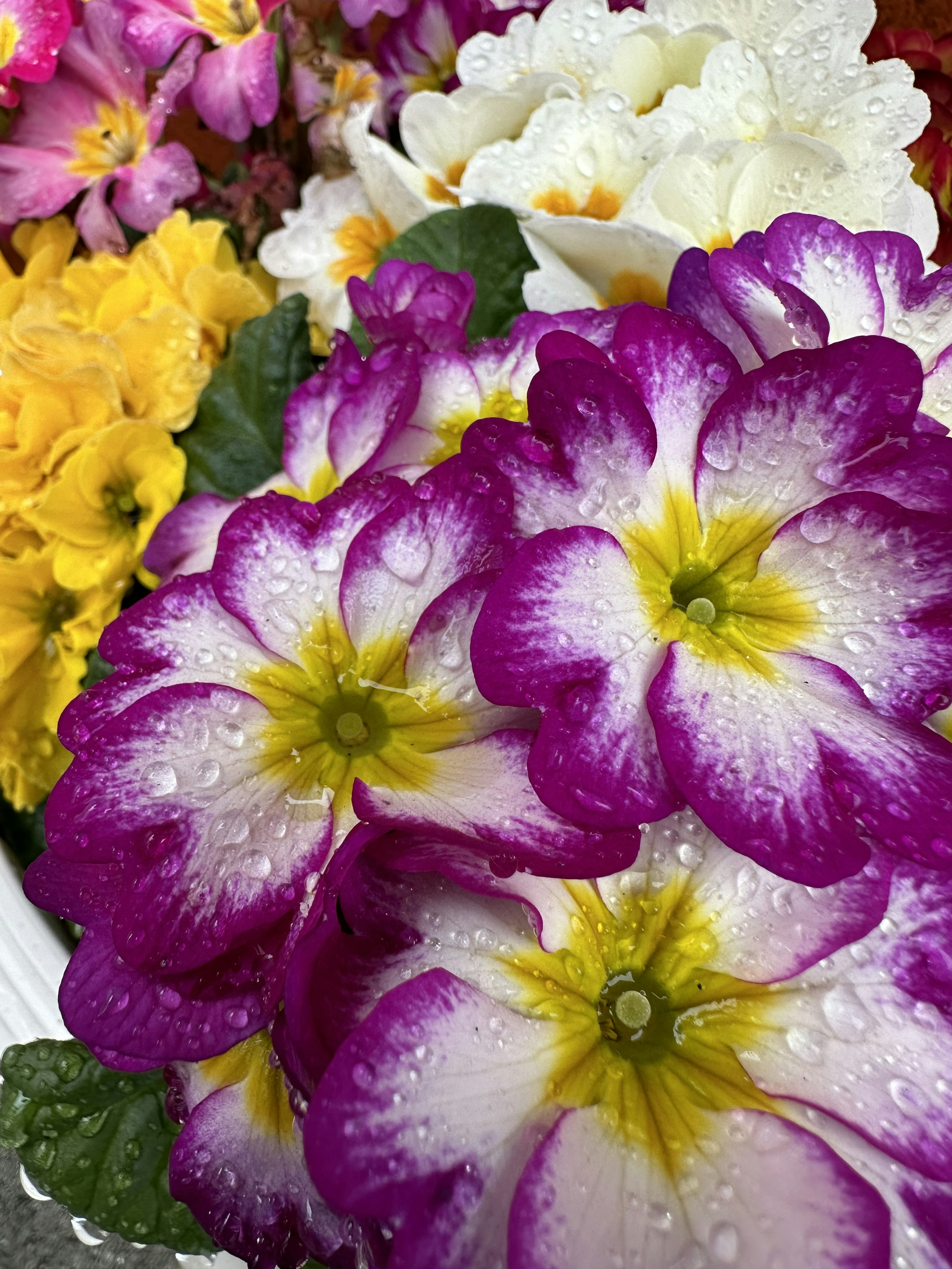 Fiori di primula con petali viola e gialli che brillano con gocce d'acqua