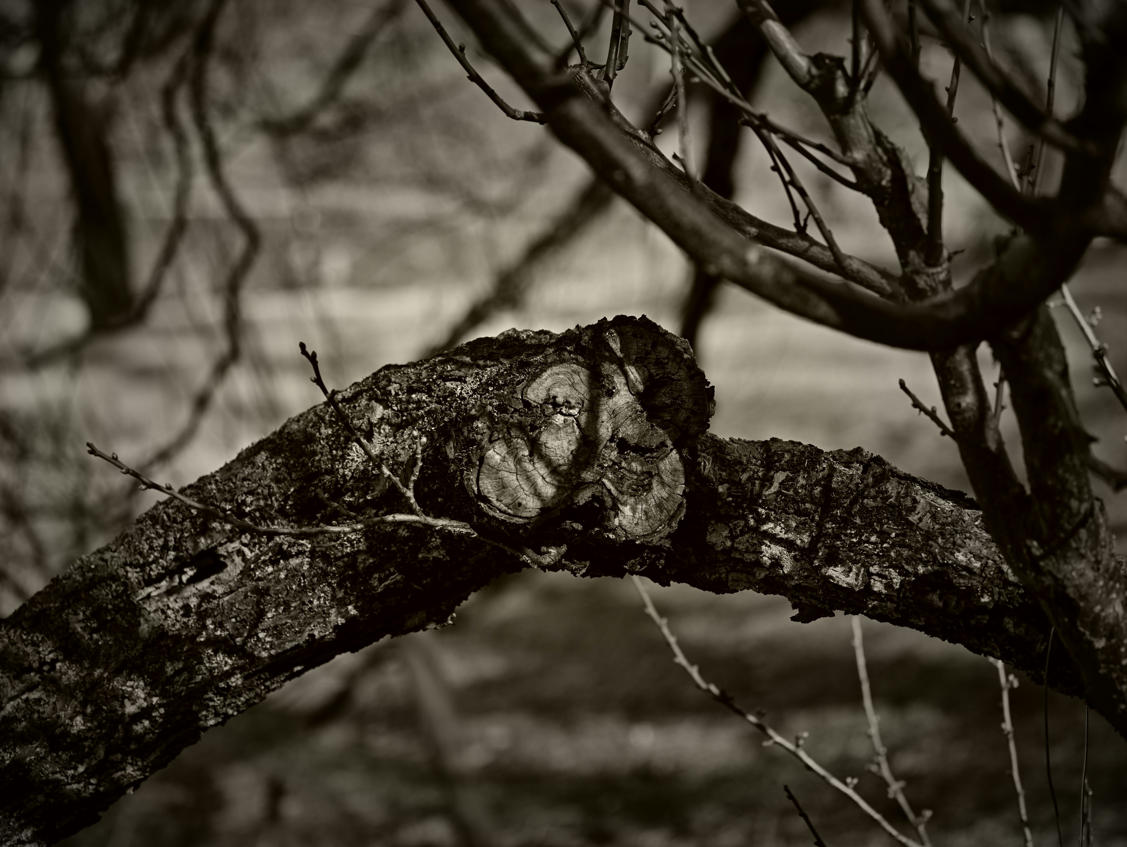 Close-up of a tree branch with intricate patterns