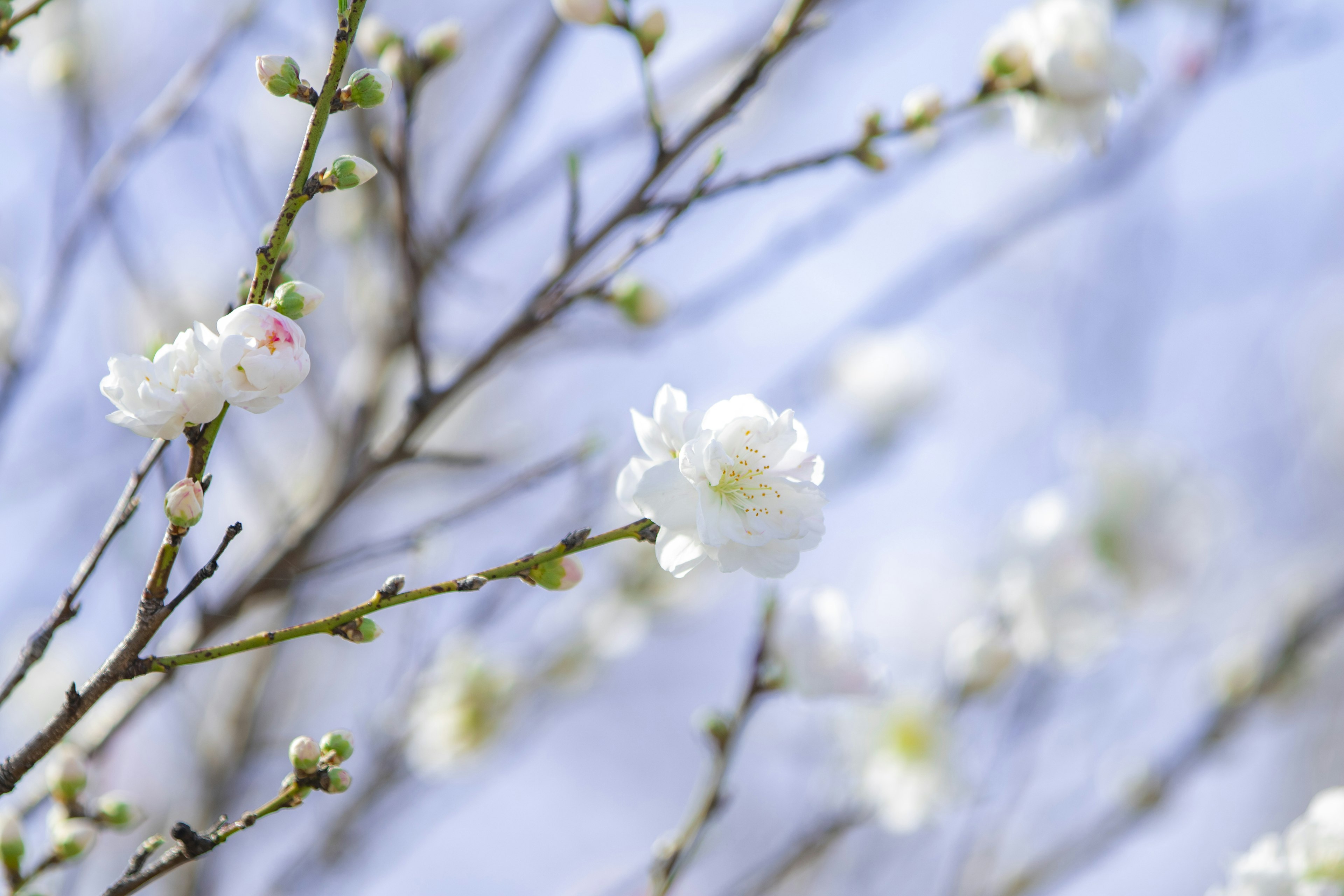 Close-up of branches with white blossoms against a blue sky