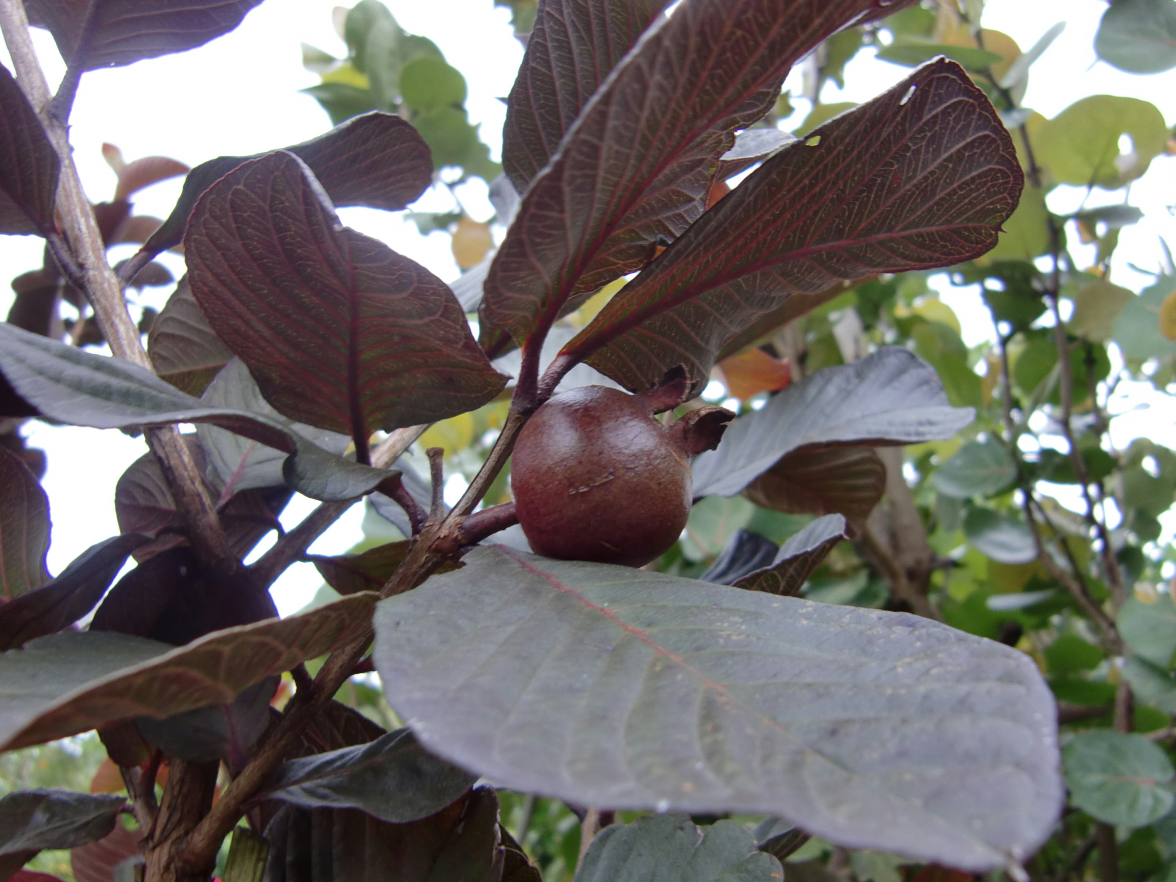 葉の間にある茶色の果実と緑の葉