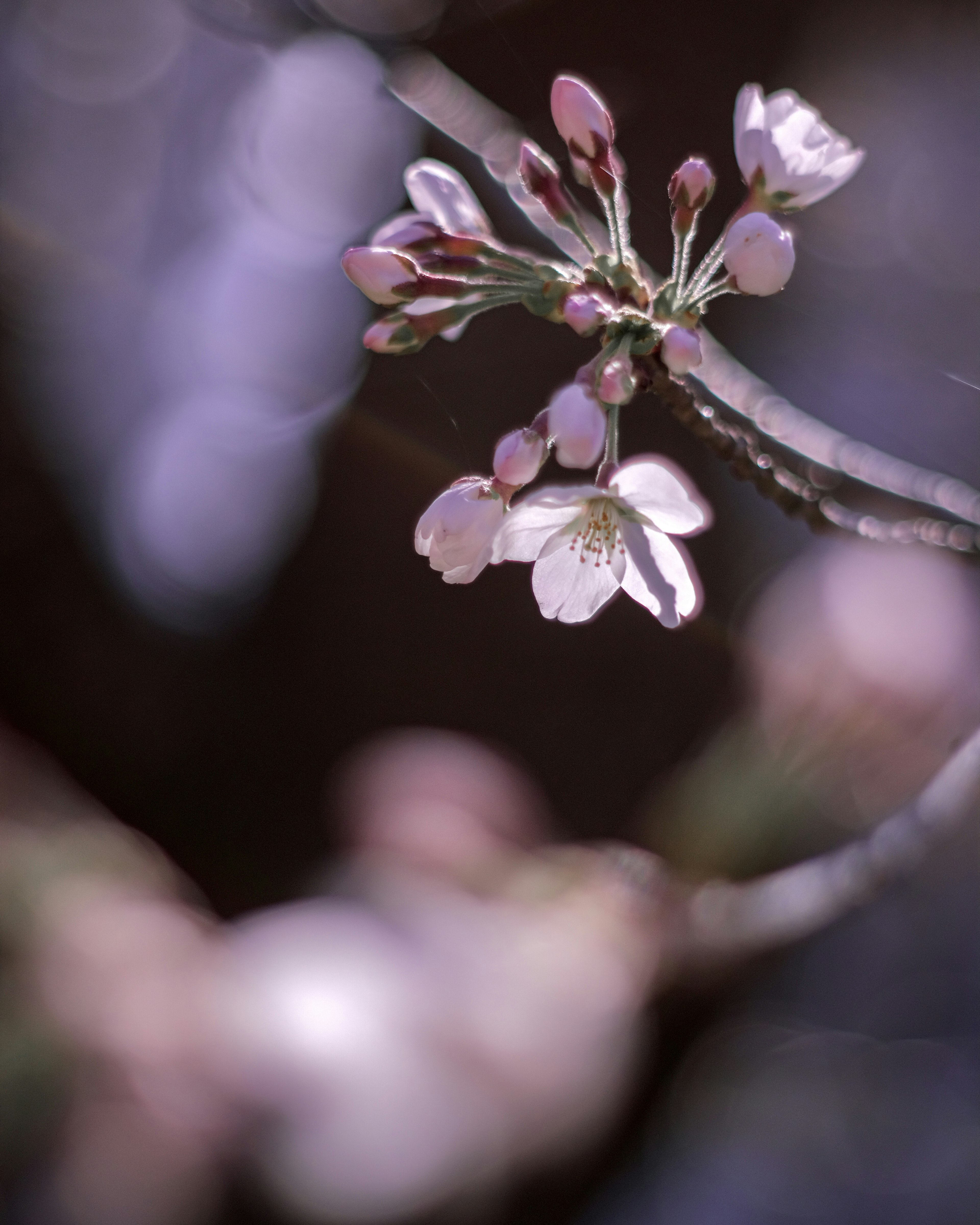 Close-up of cherry blossoms with pale pink petals and new buds blurred background