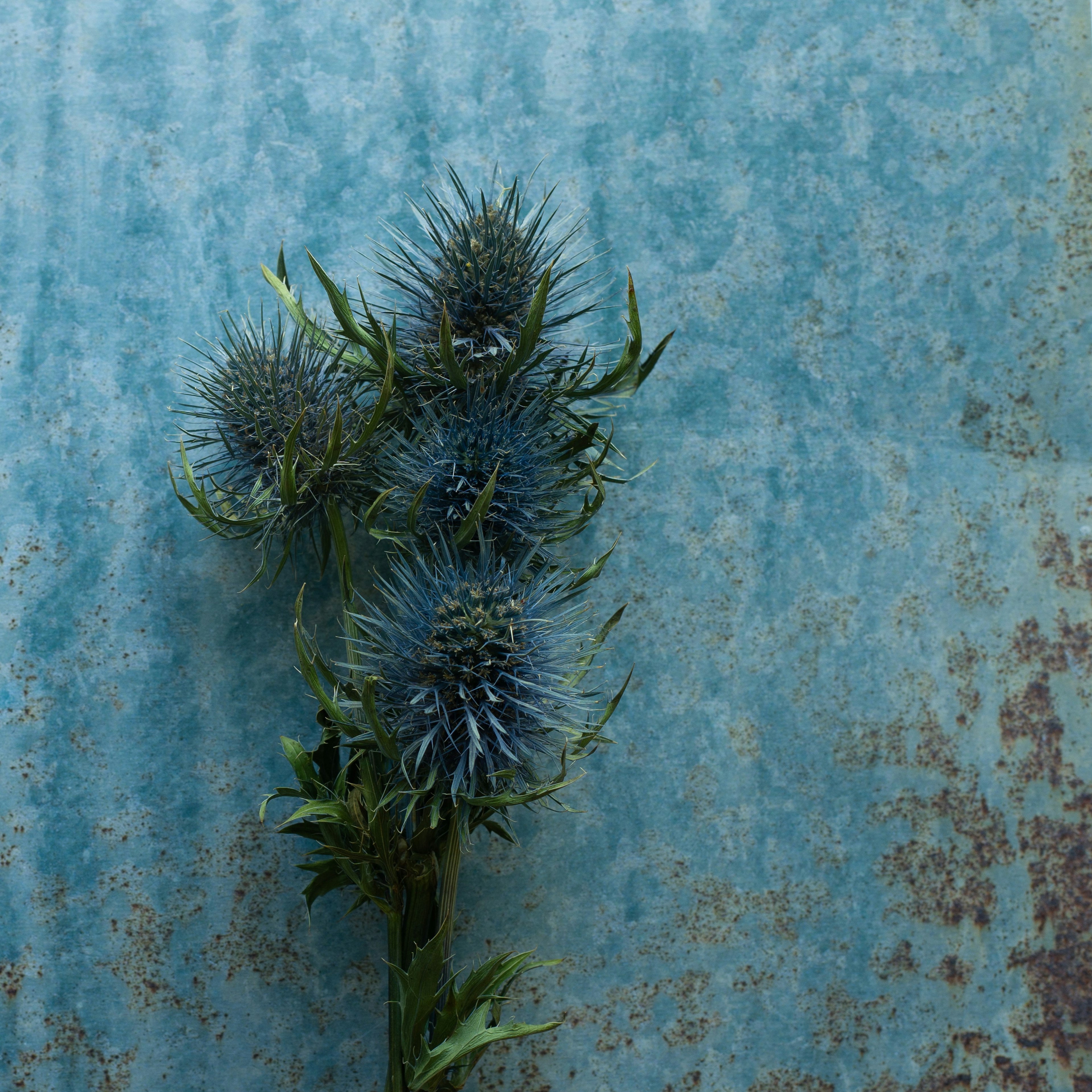 Sekelompok tanaman berduri di latar belakang biru