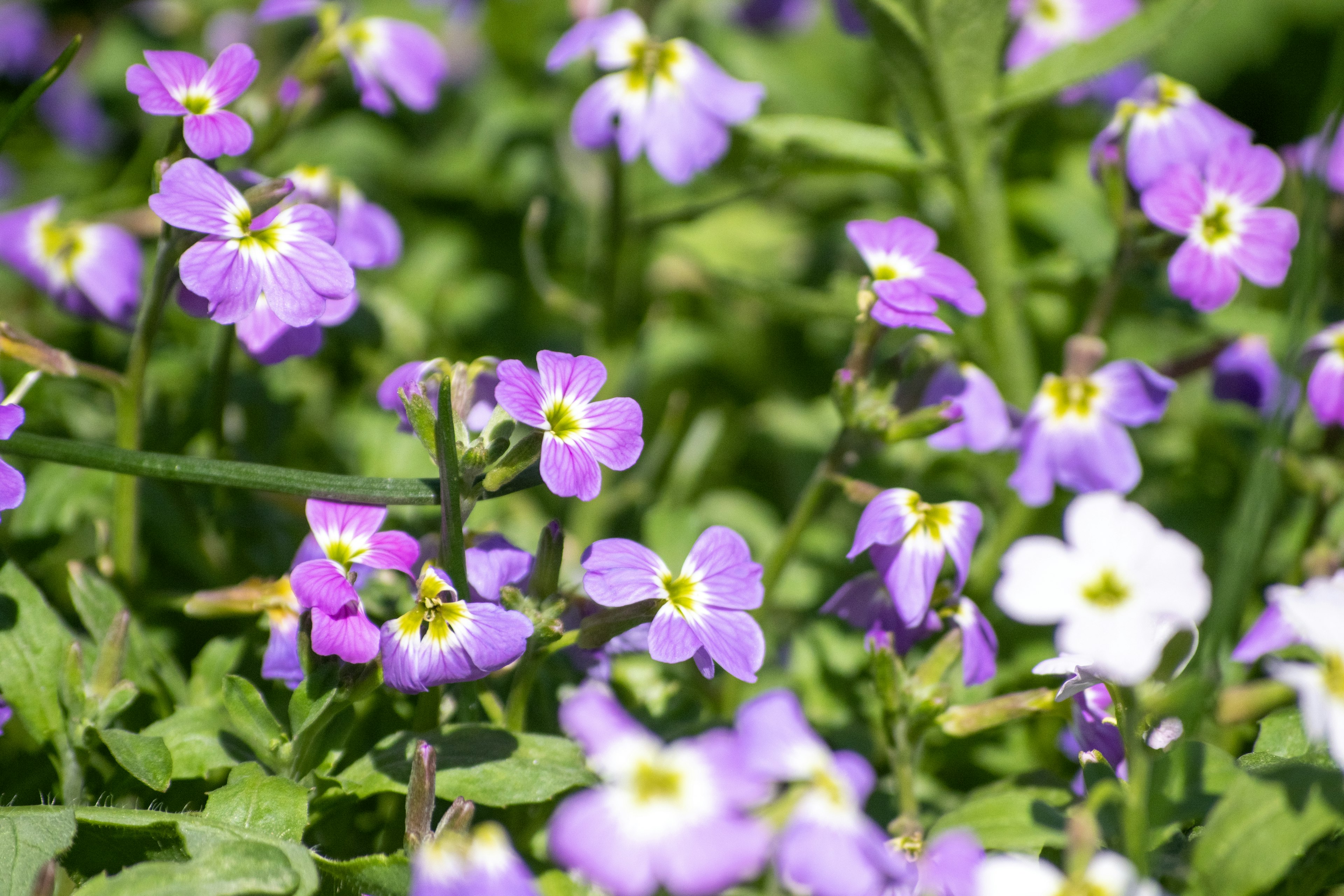 紫色の花と白い花が咲く緑の草地