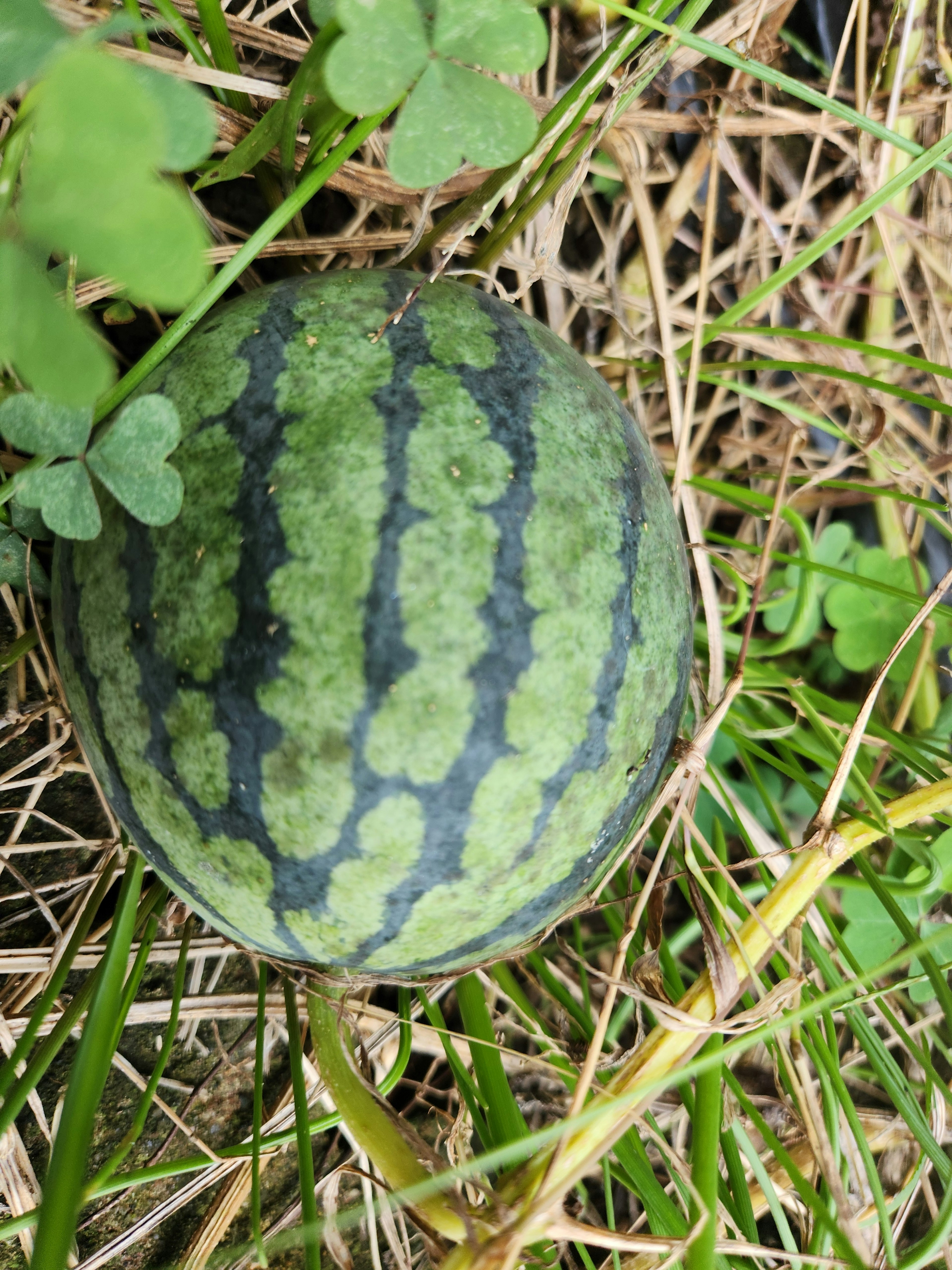 Un cocomero verde che riposa tra l'erba e il trifoglio