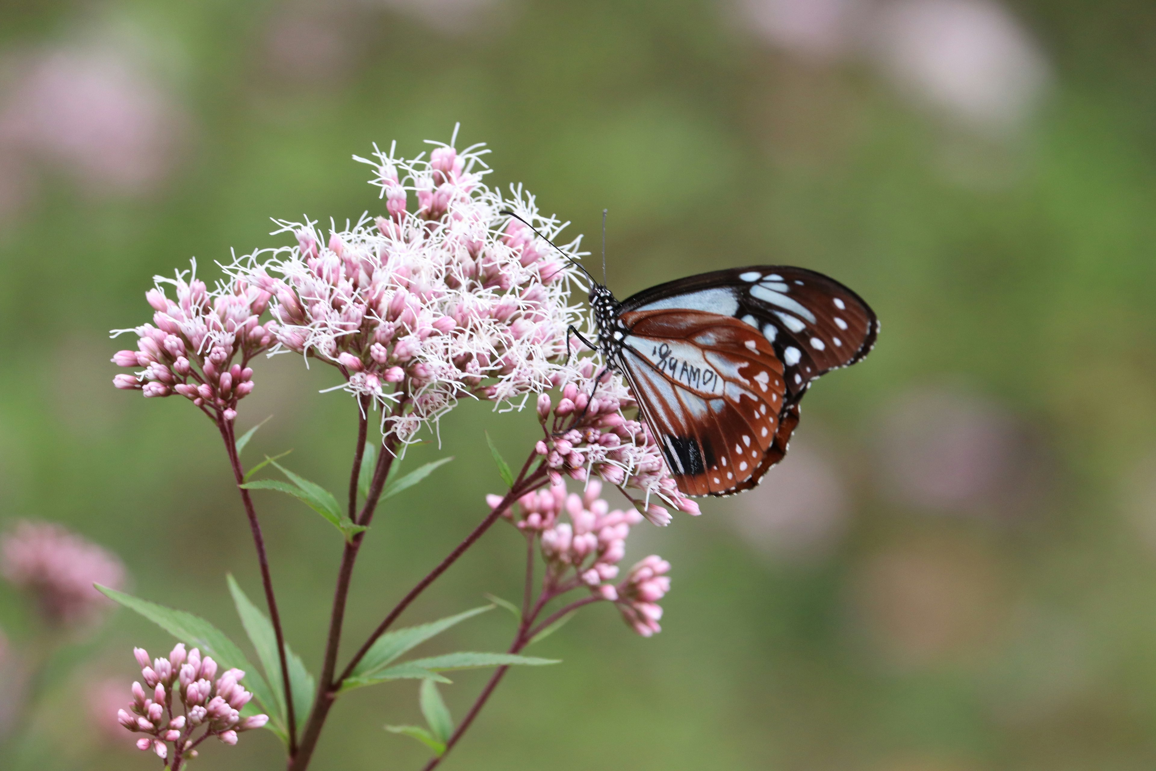 A butterfly perched on pink flowers in a beautiful landscape