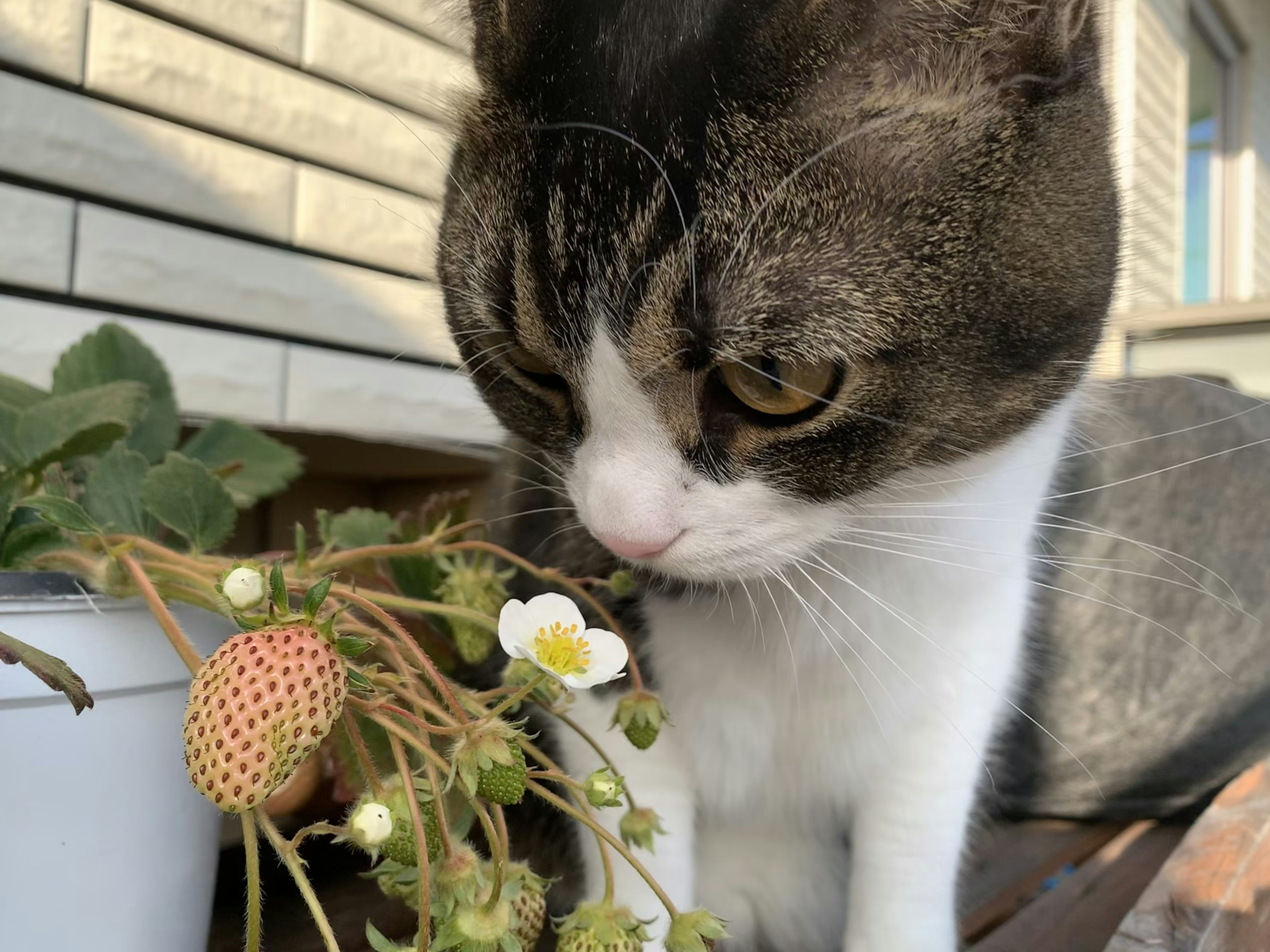 Kucing mengamati tanaman stroberi dengan bunga dan buah