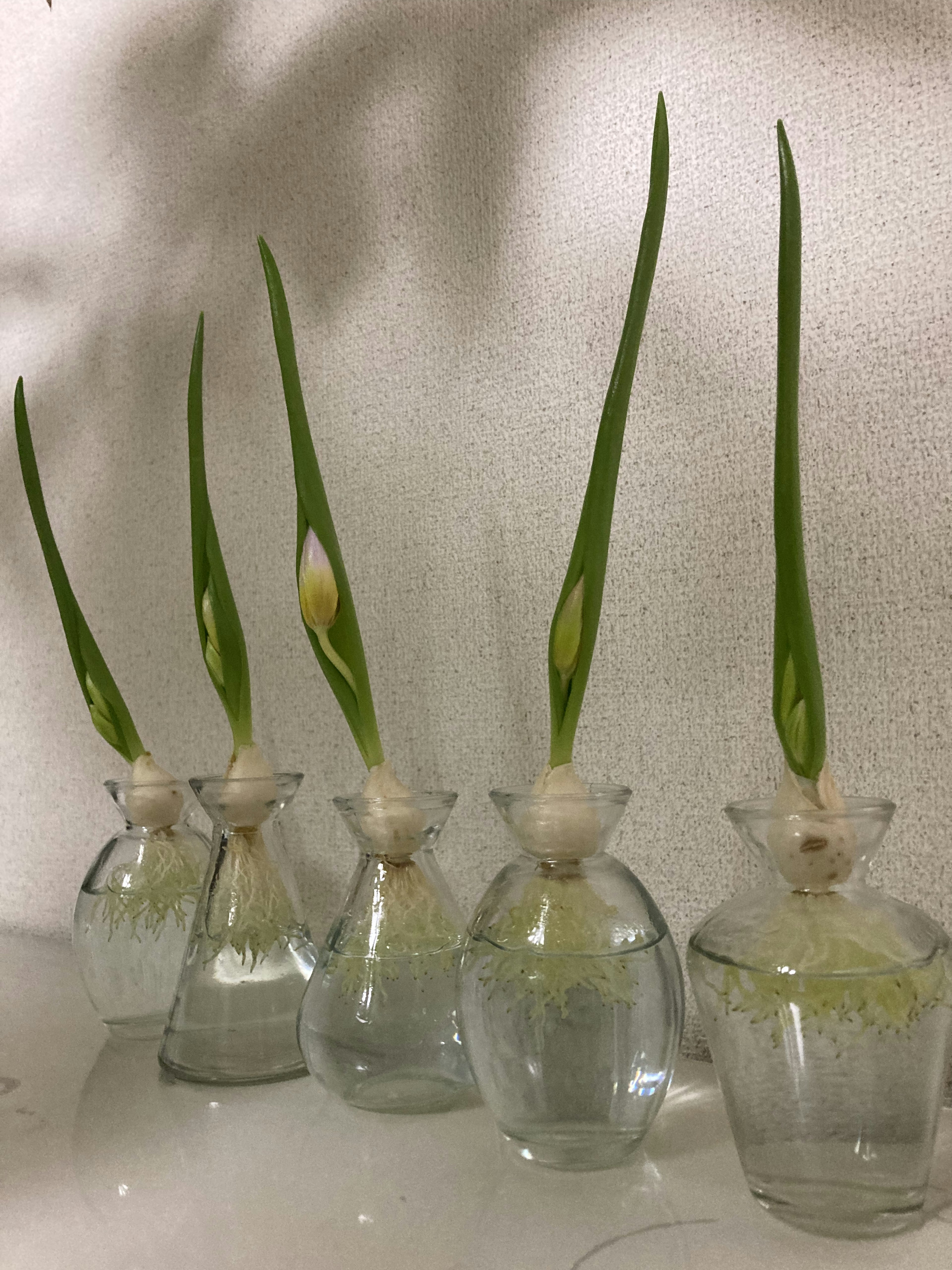 Five glass vases with green shoots growing in water