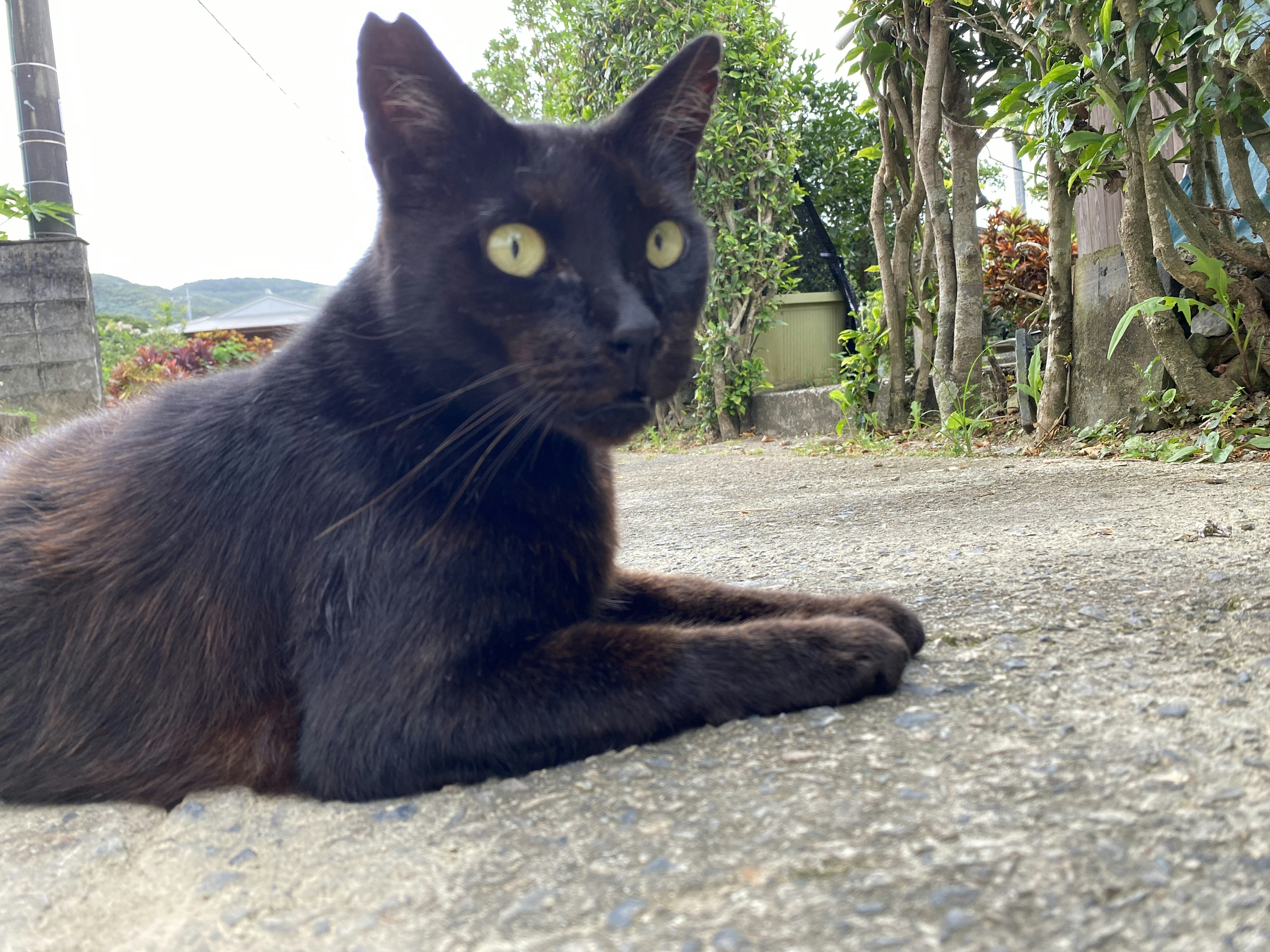 Un chat noir allongé sur la route regardant autour de lui