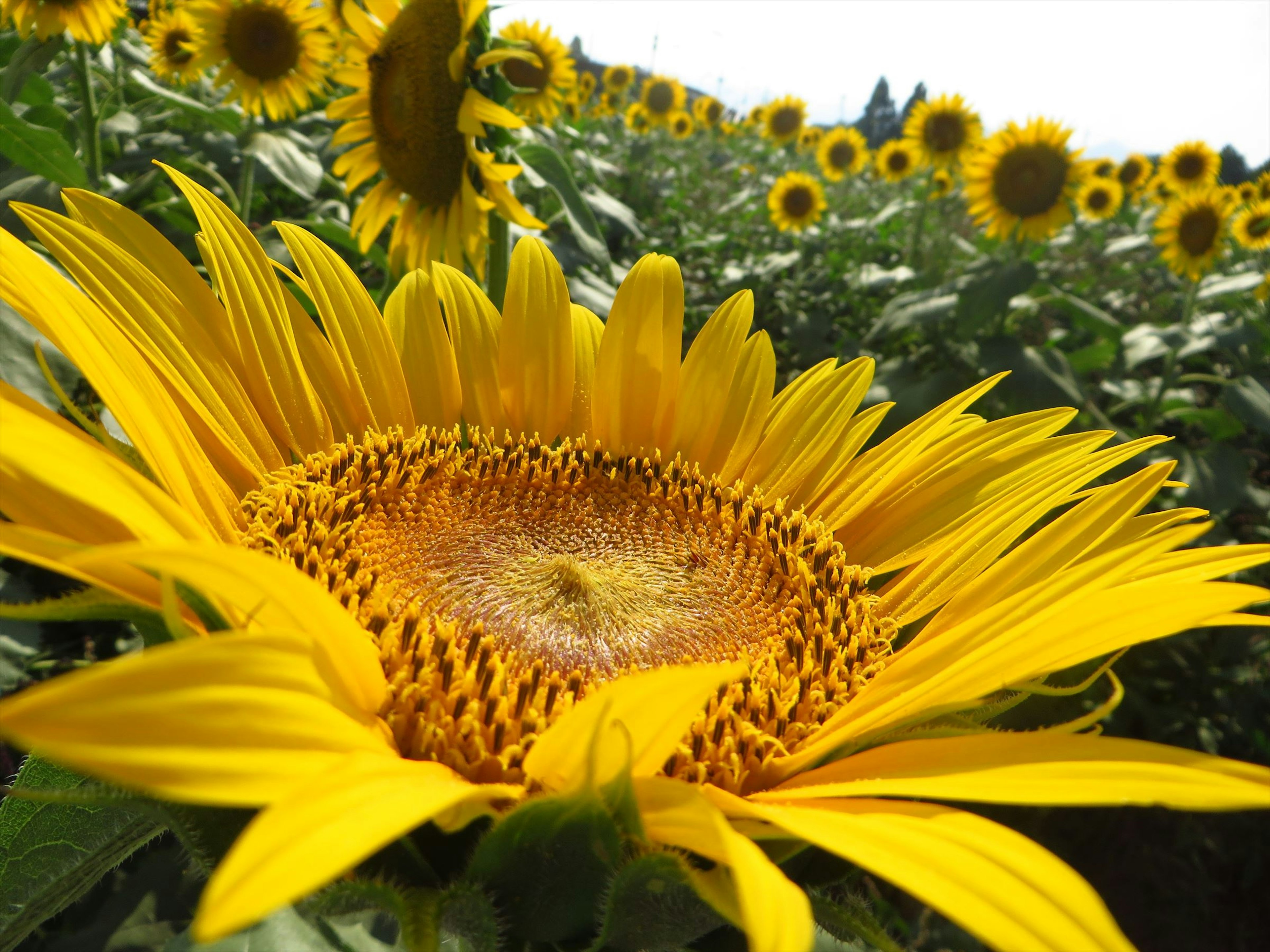 大きなひまわりの花が近くにあり、背景には他のひまわりが見える