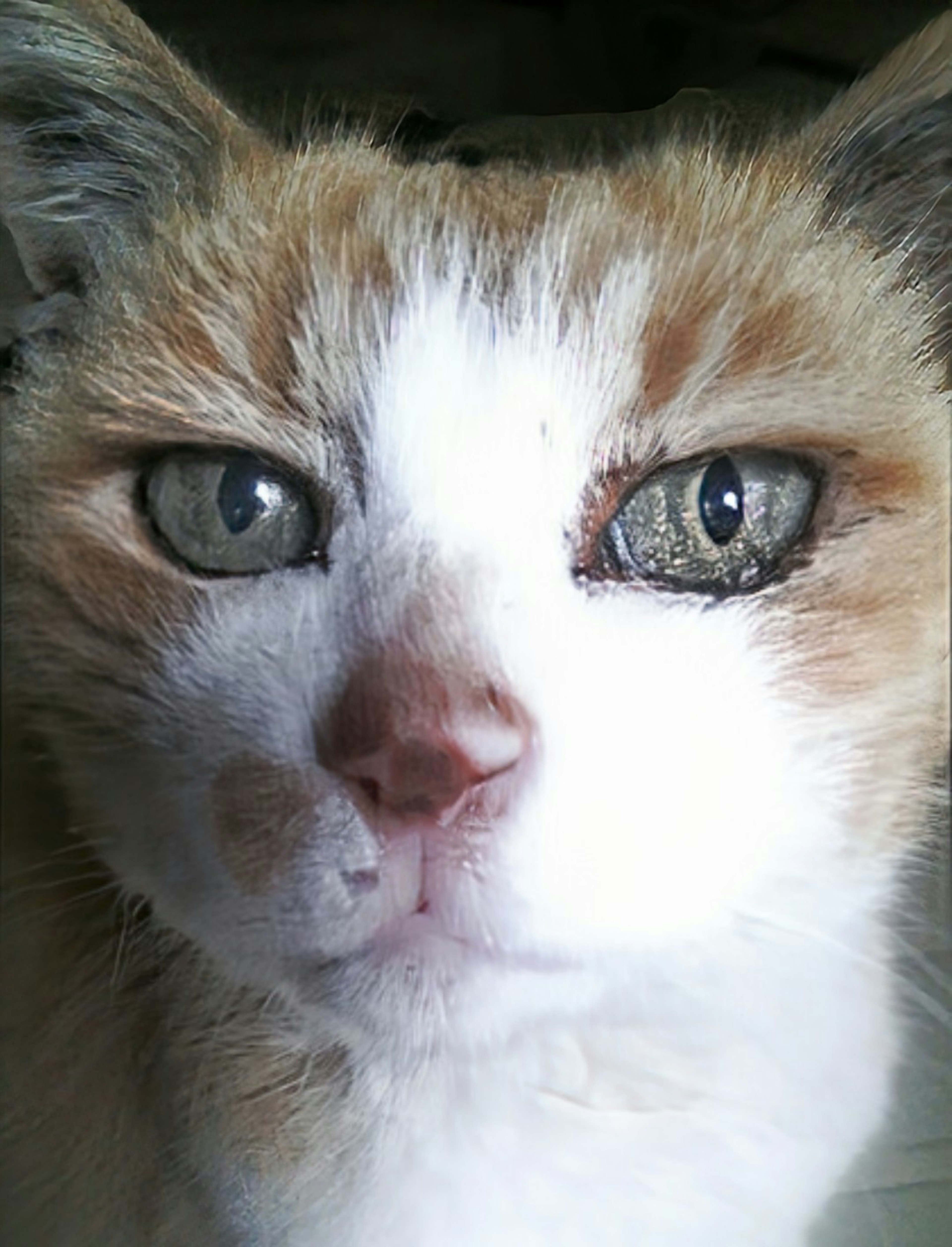 Close-up of a calico cat with striking green and blue eyes and distinctive facial markings