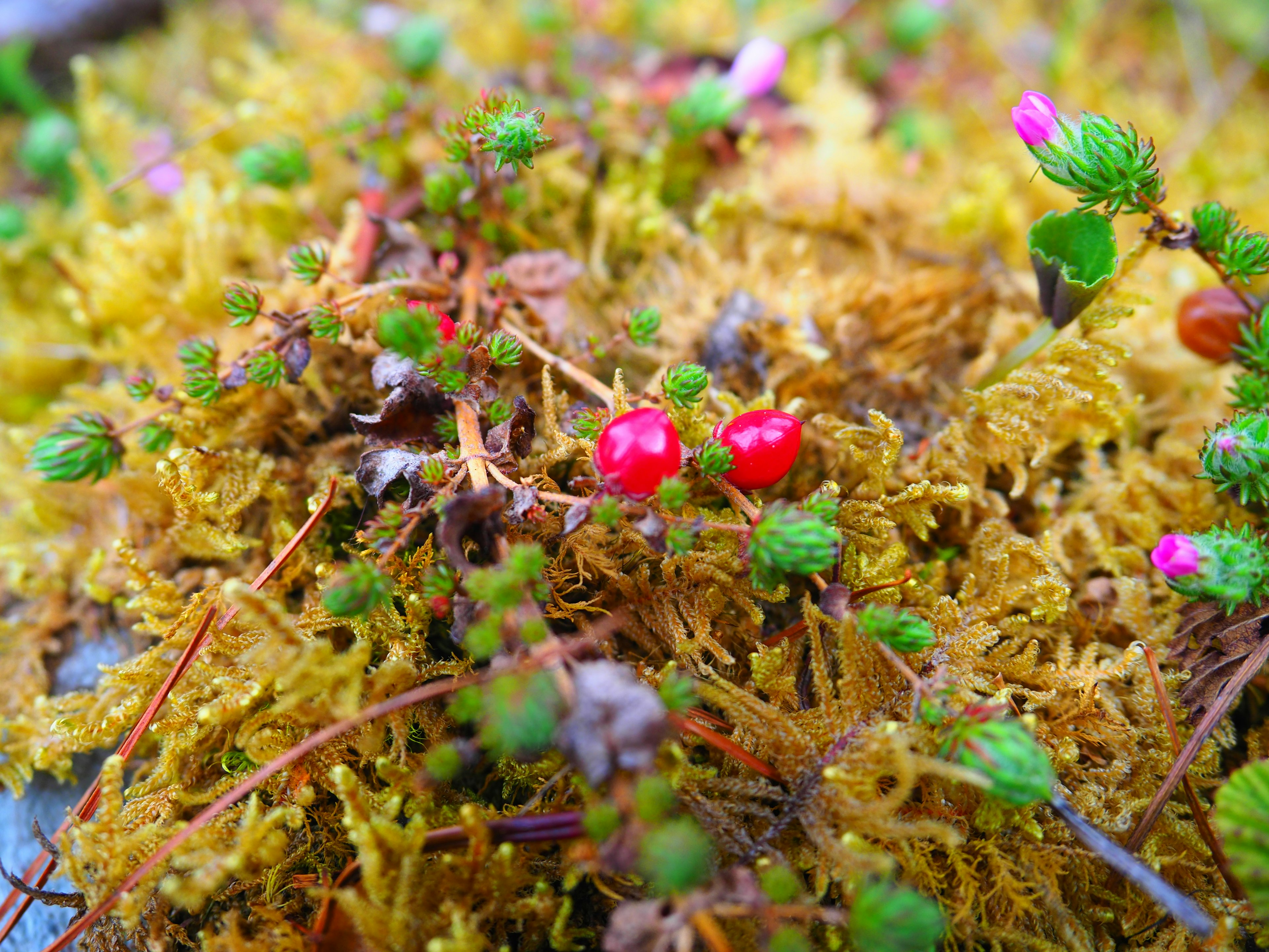 Primer plano de musgo verde vibrante con pequeñas bayas rojas y flores rosas