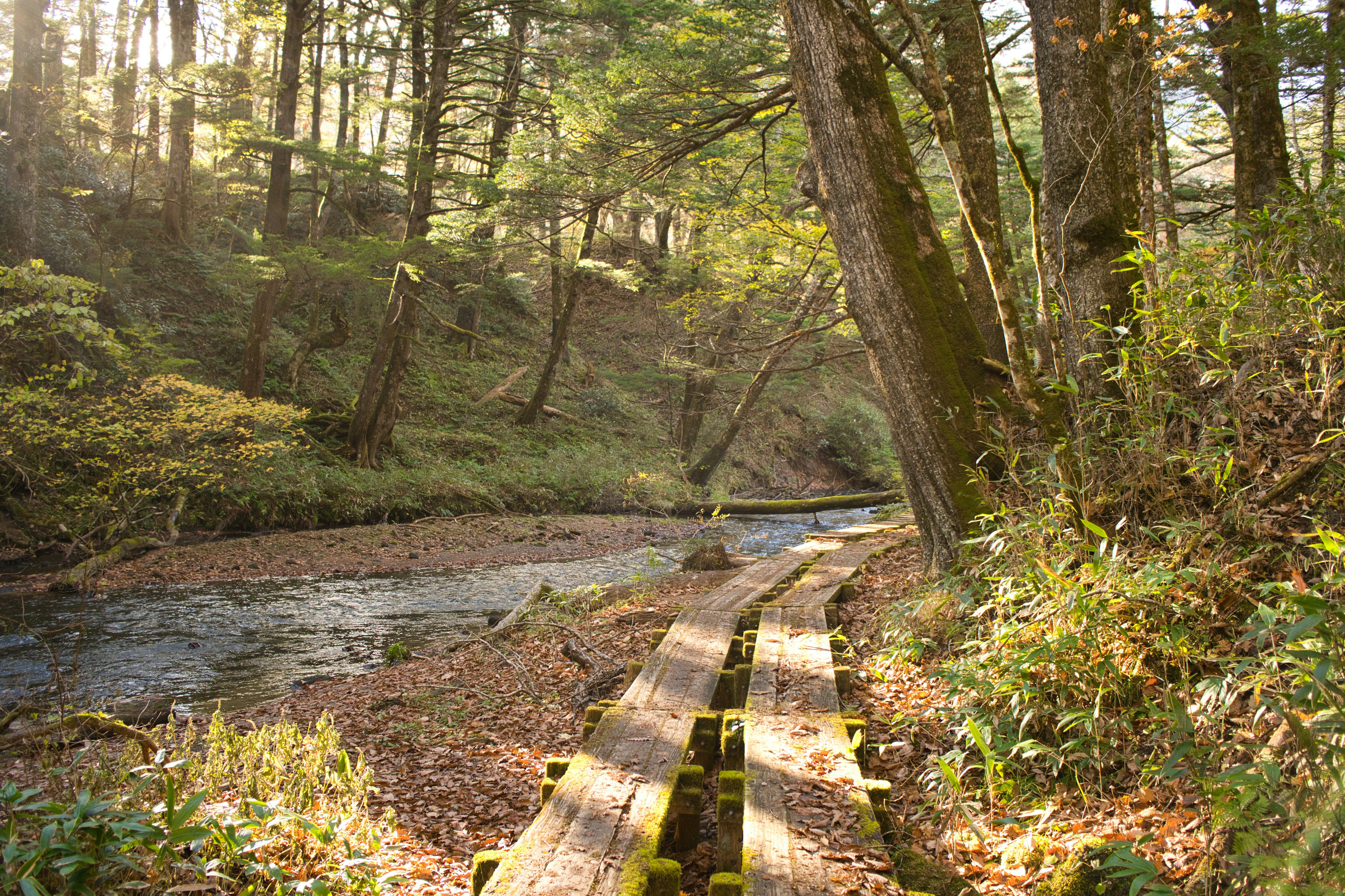 Sentiero in legno attraverso una foresta verde accanto a un ruscello