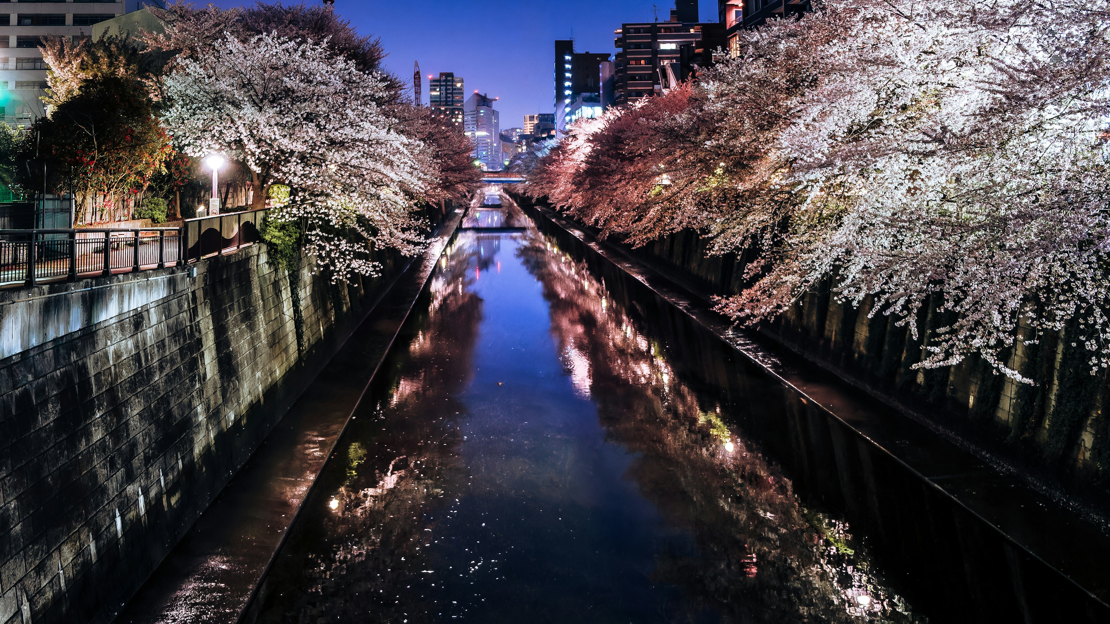 夜の桜並木と水面に映る街の景色