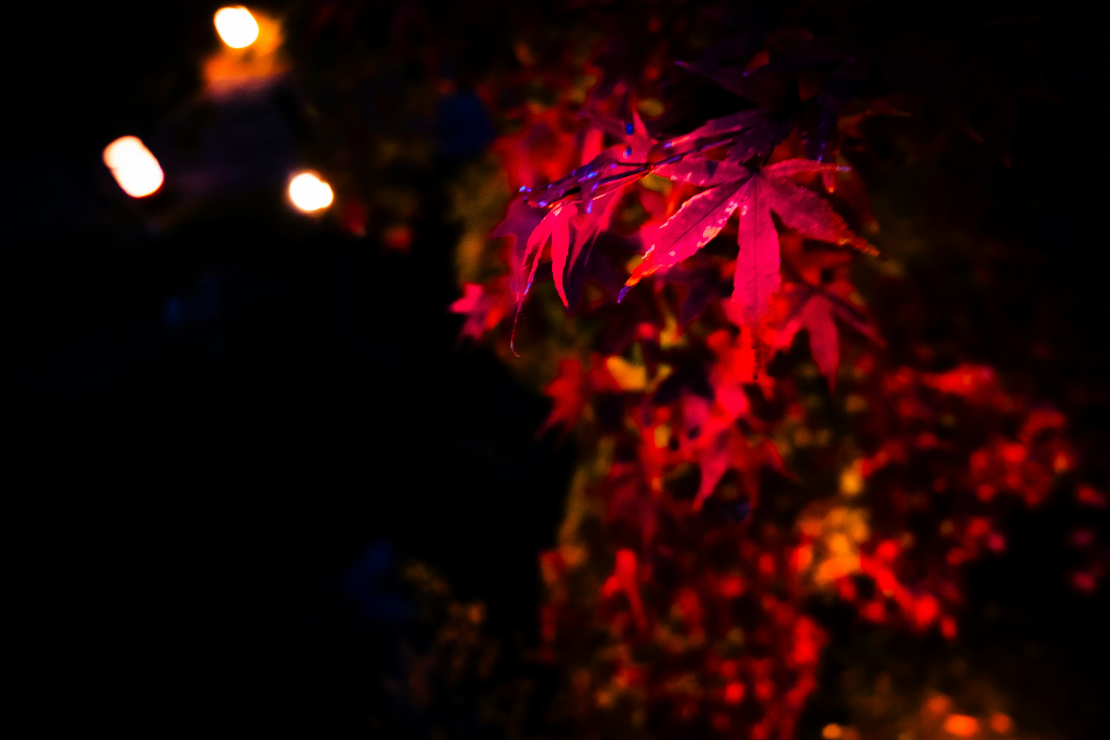 Vibrant red maple leaves against a dark background