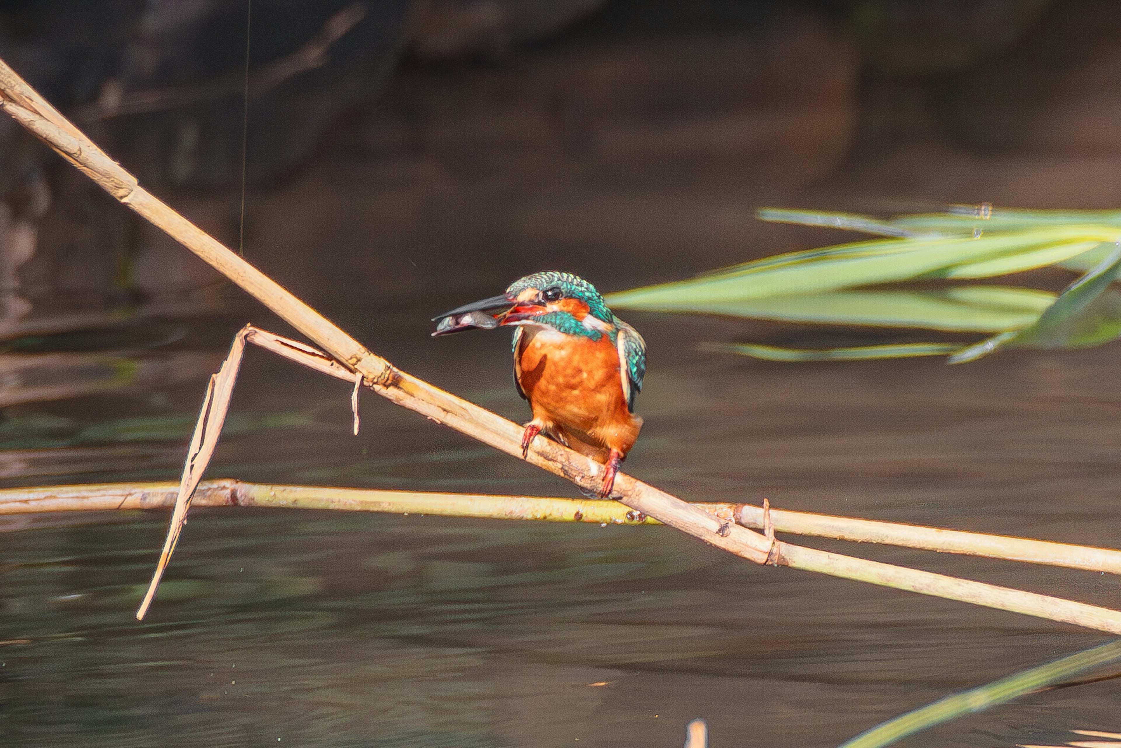 Seekor kingfisher biru dan oranye yang cerah bertengger di dahan dekat air