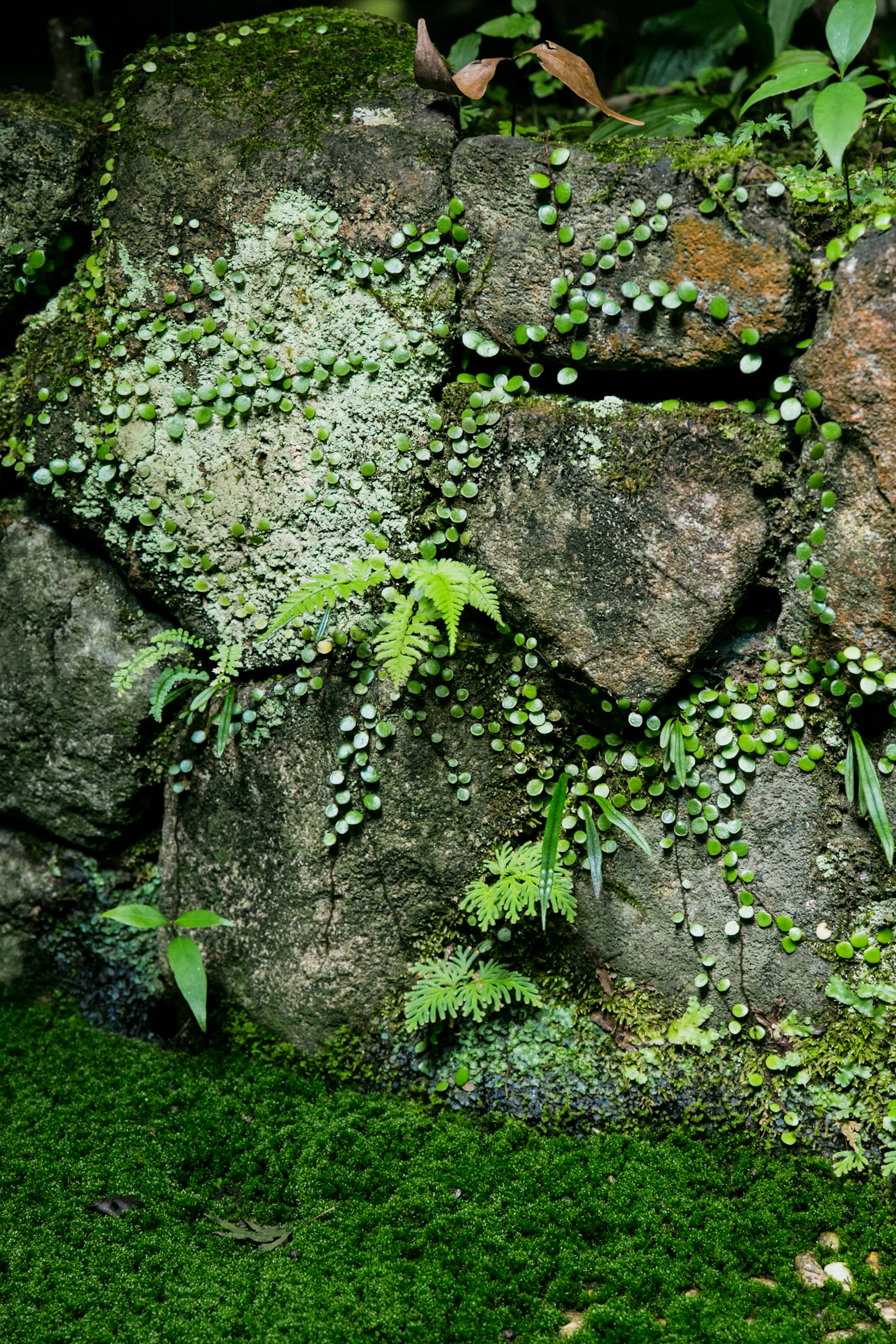 岩と苔が覆われた自然の風景