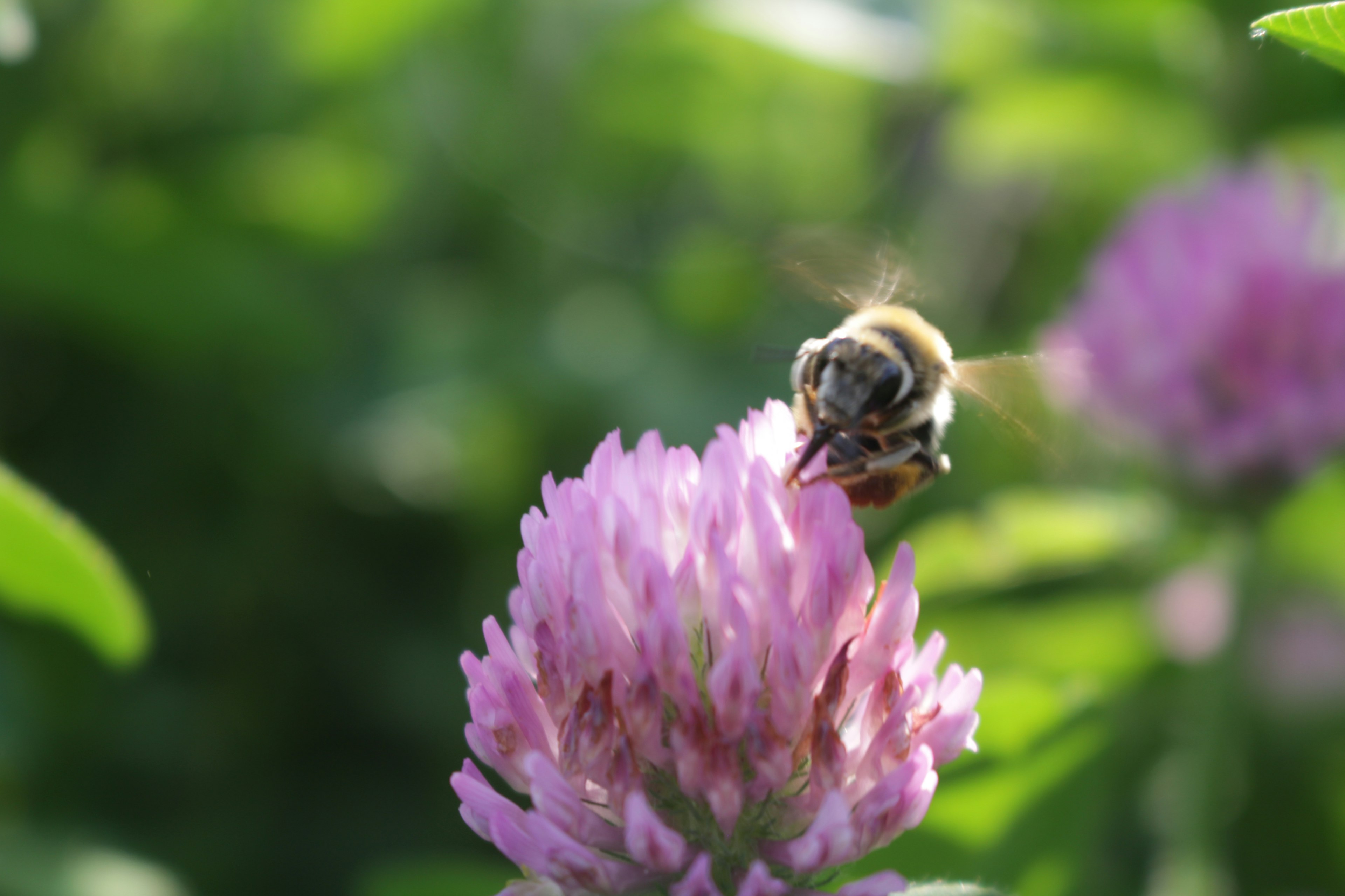 Eine Biene schwebt über einer lila Kleeblume