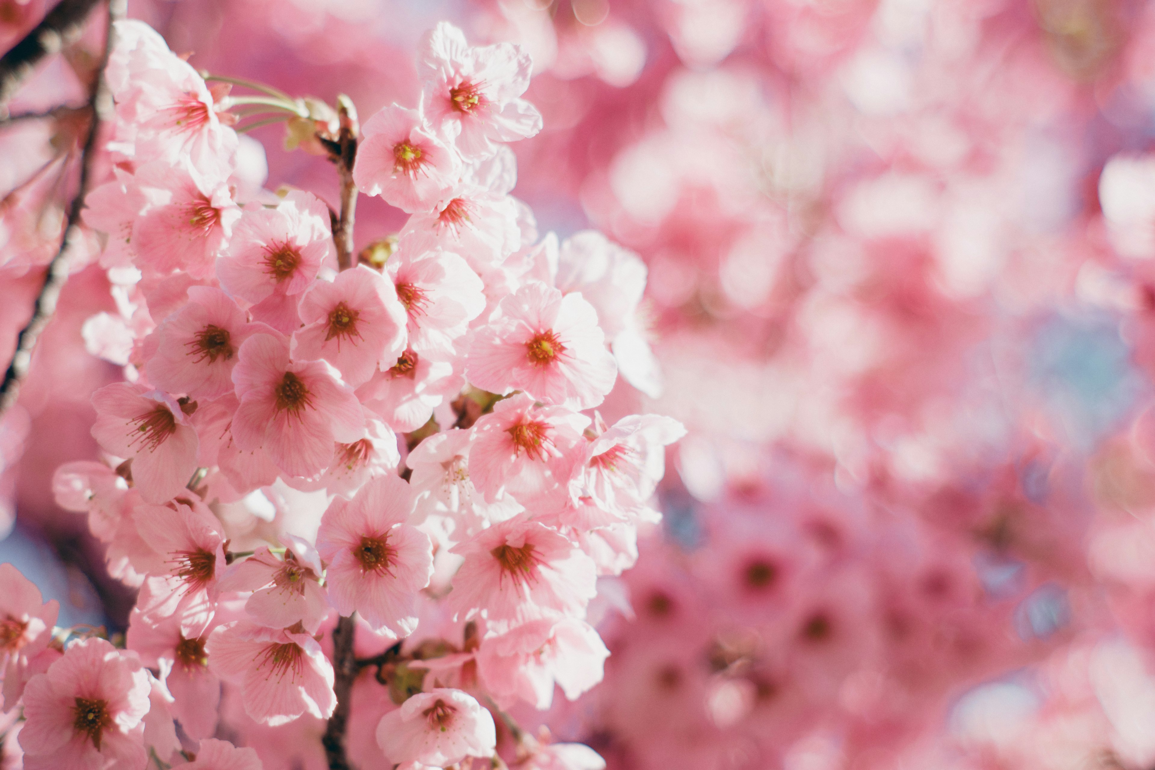 樱花树枝特写，柔和的粉色花朵