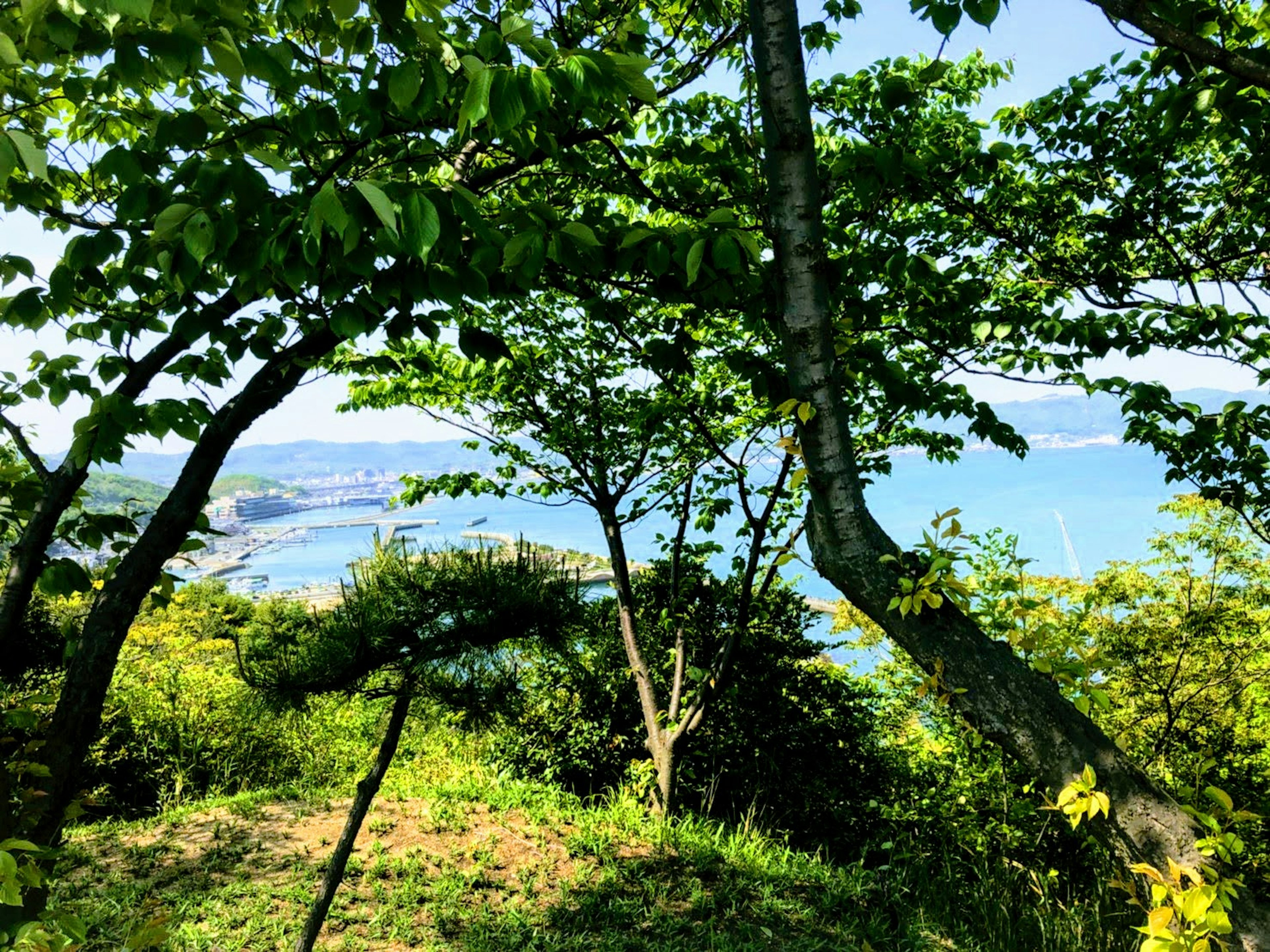 View of the blue sea through lush green trees