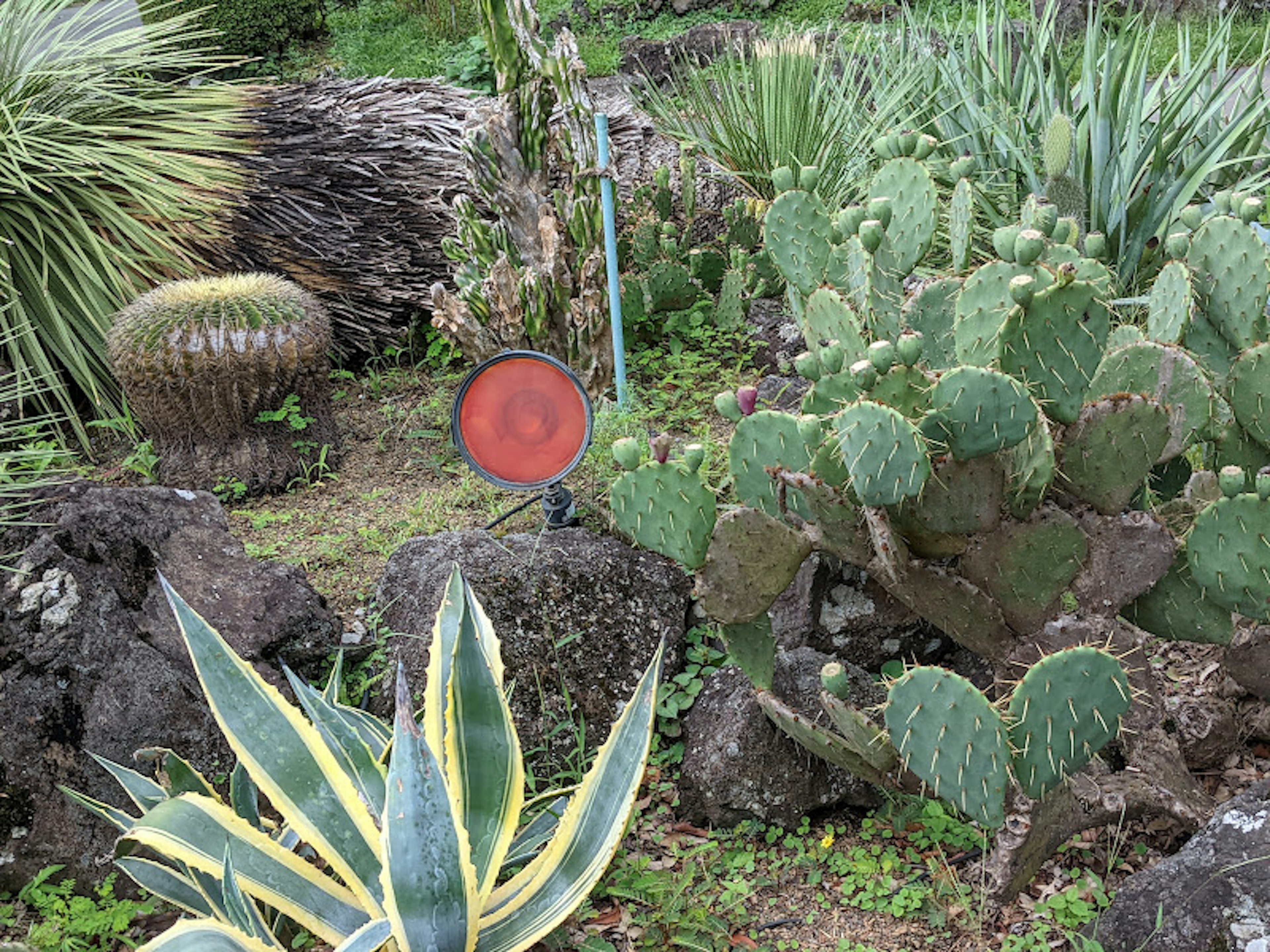 Un jardín con varios cactus y rocas con una luz roja