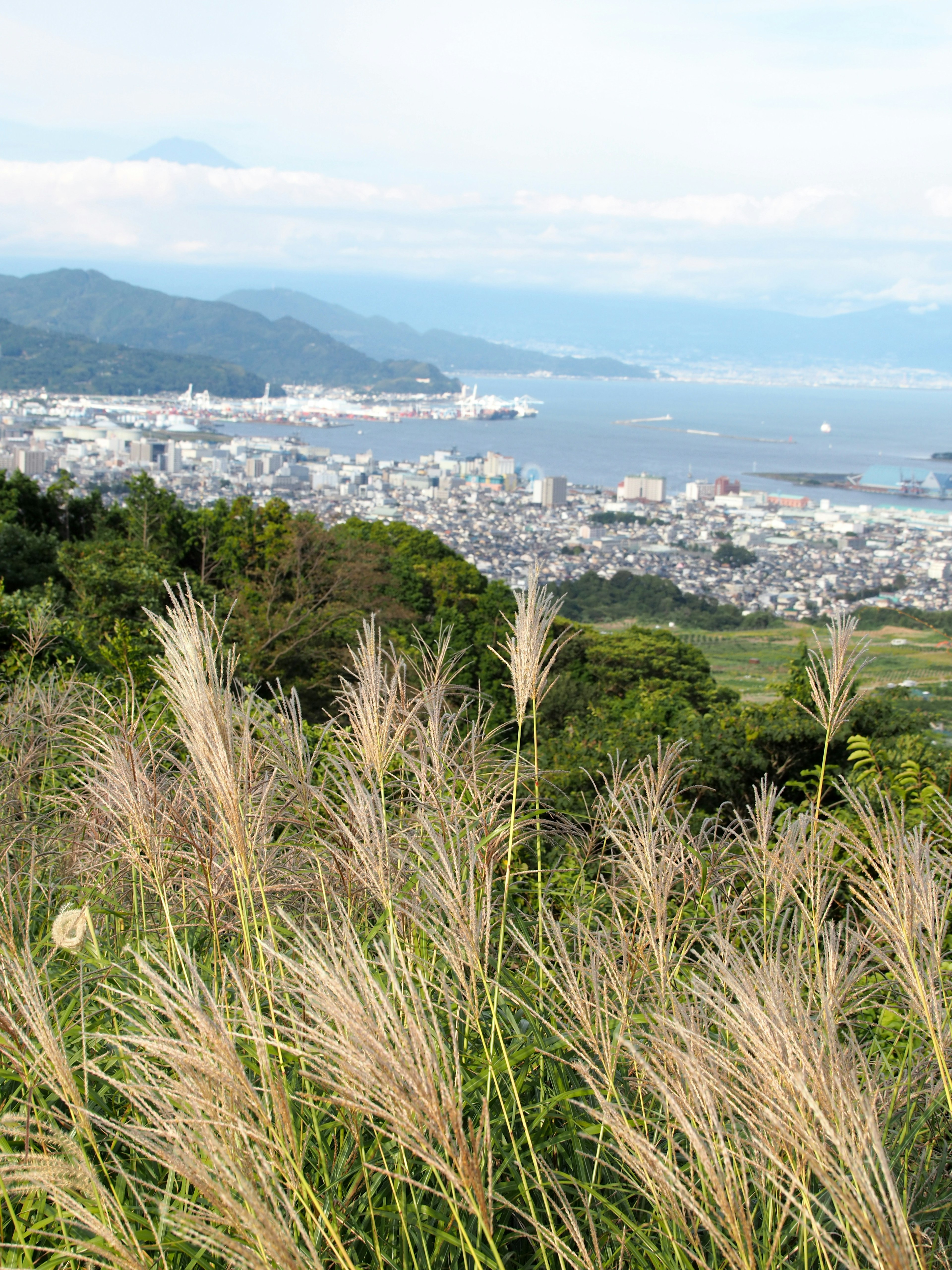 Scenic view of a city by the sea with tall grass in the foreground