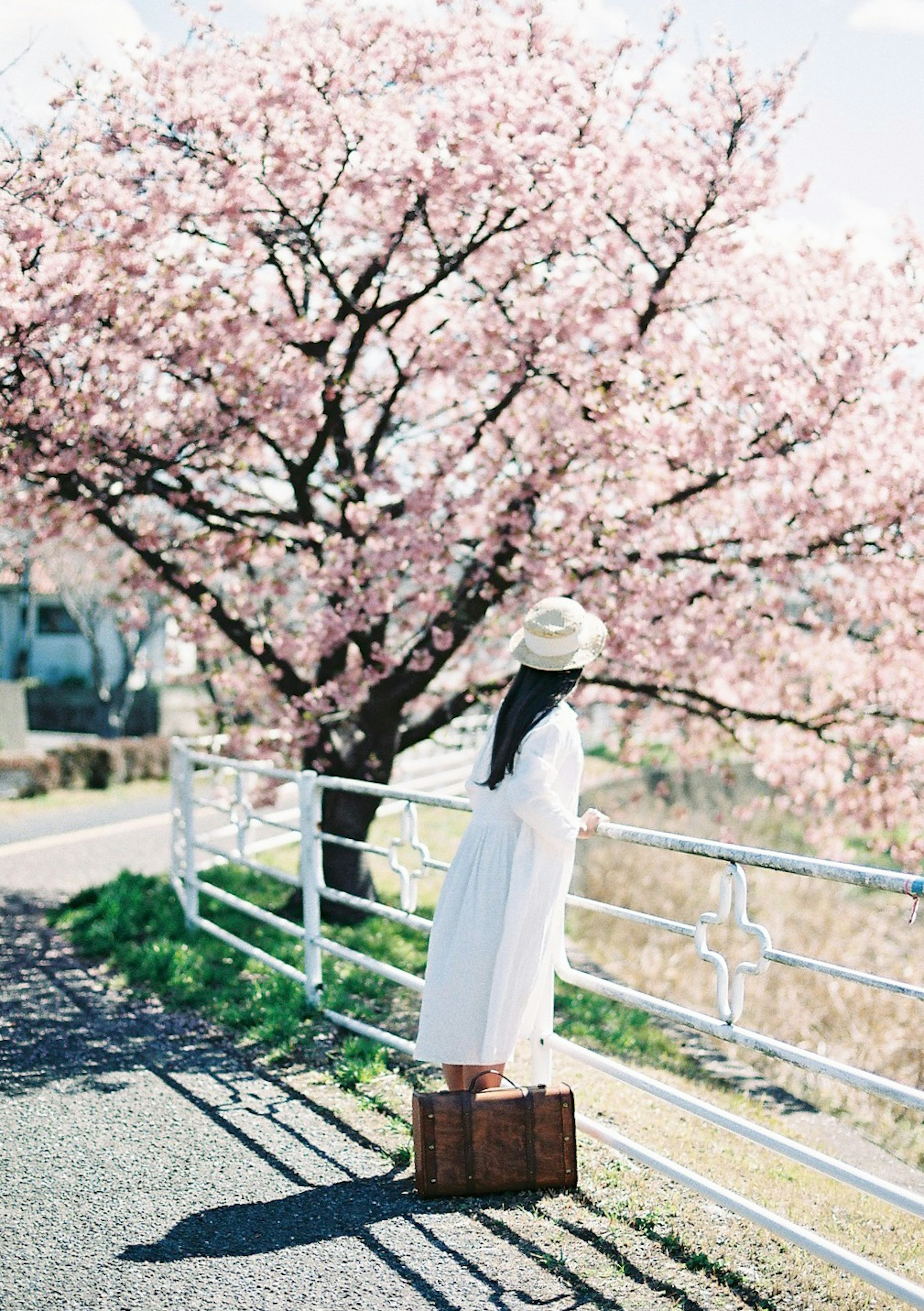 Woman in white dress and hat standing by cherry blossom tree