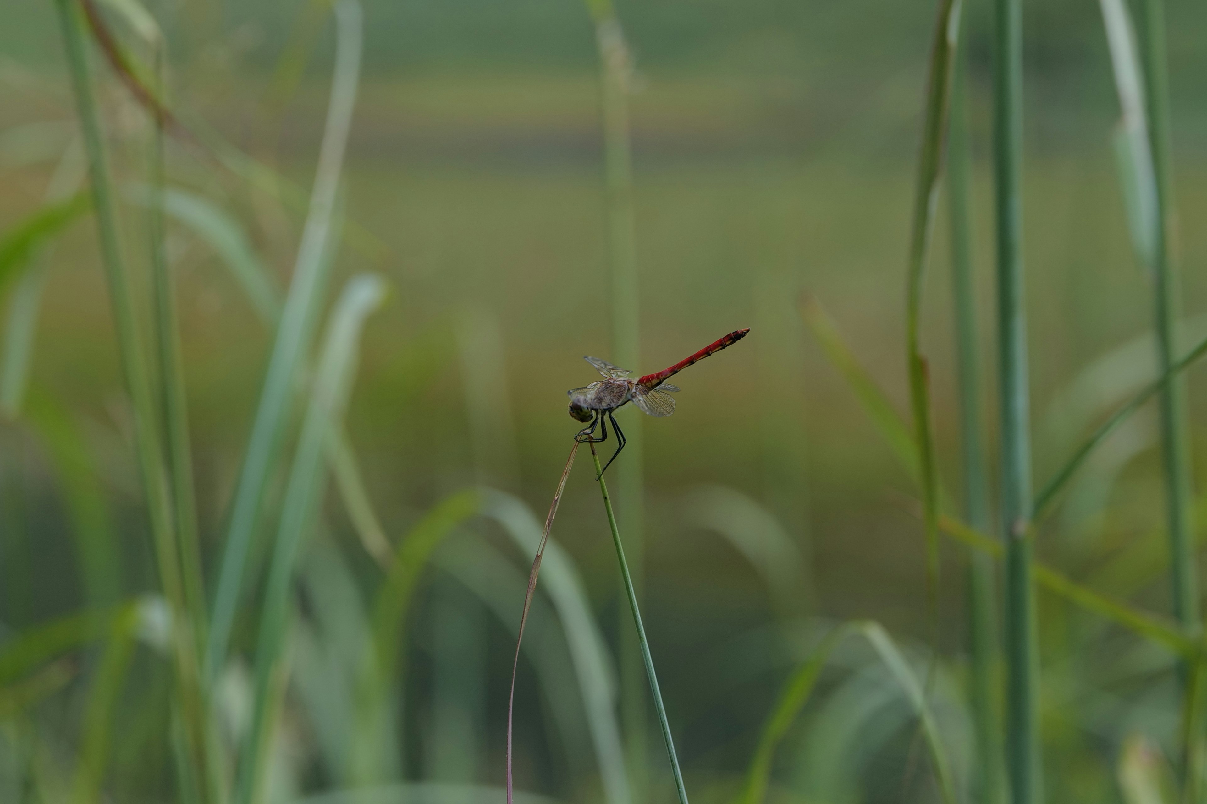 Primo piano di una libellula tra l'erba verde