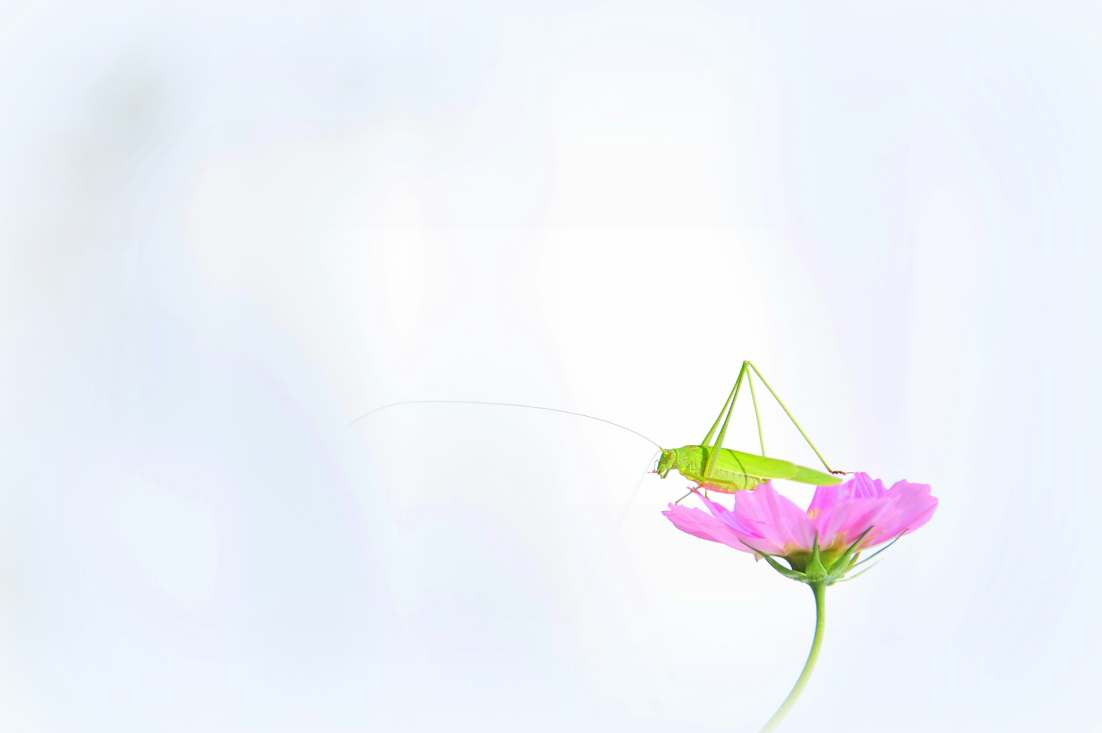 Una cavalletta verde posata su un fiore rosa su uno sfondo morbido