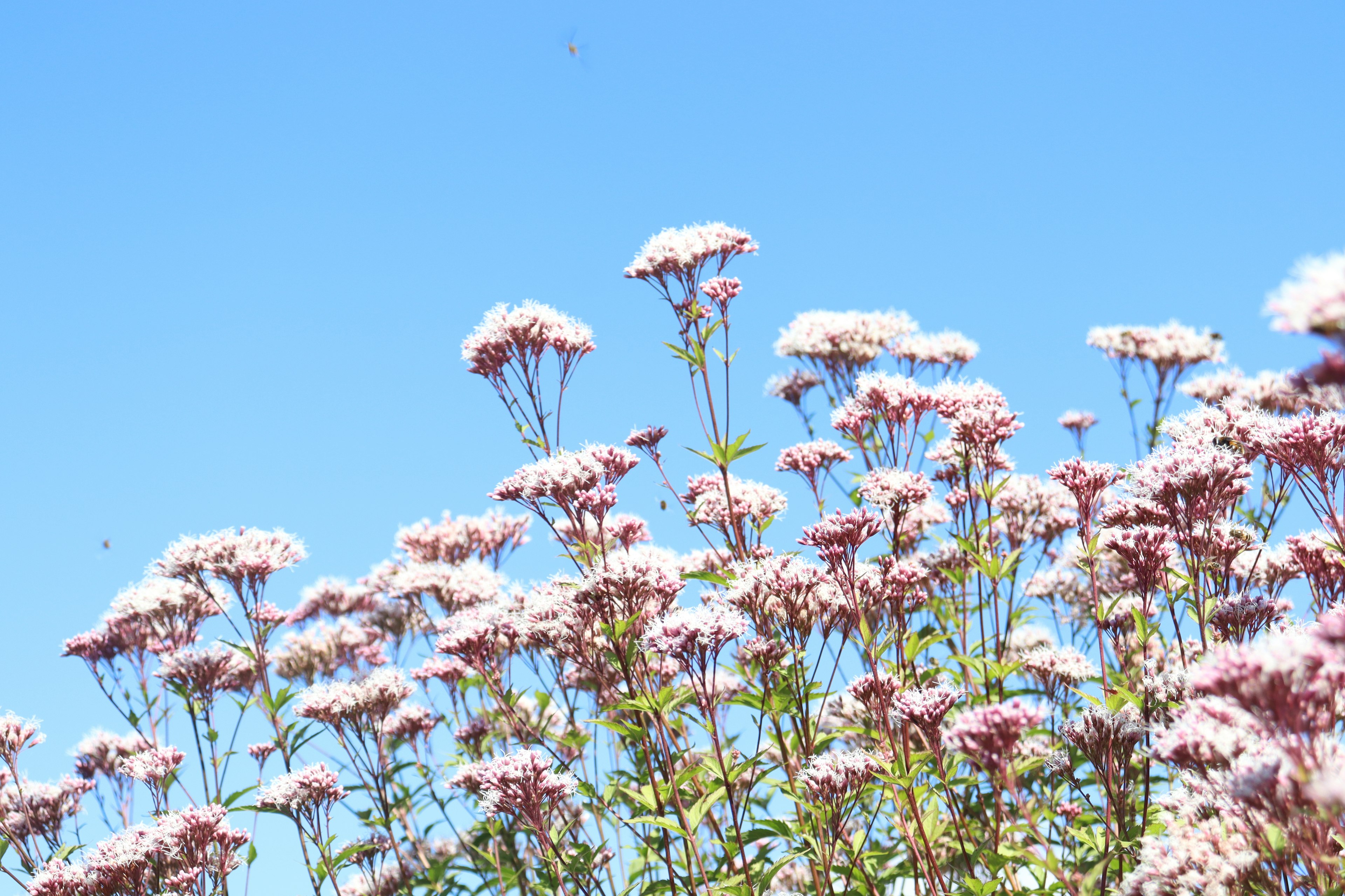 Cluster of pale pink flowers under a blue sky