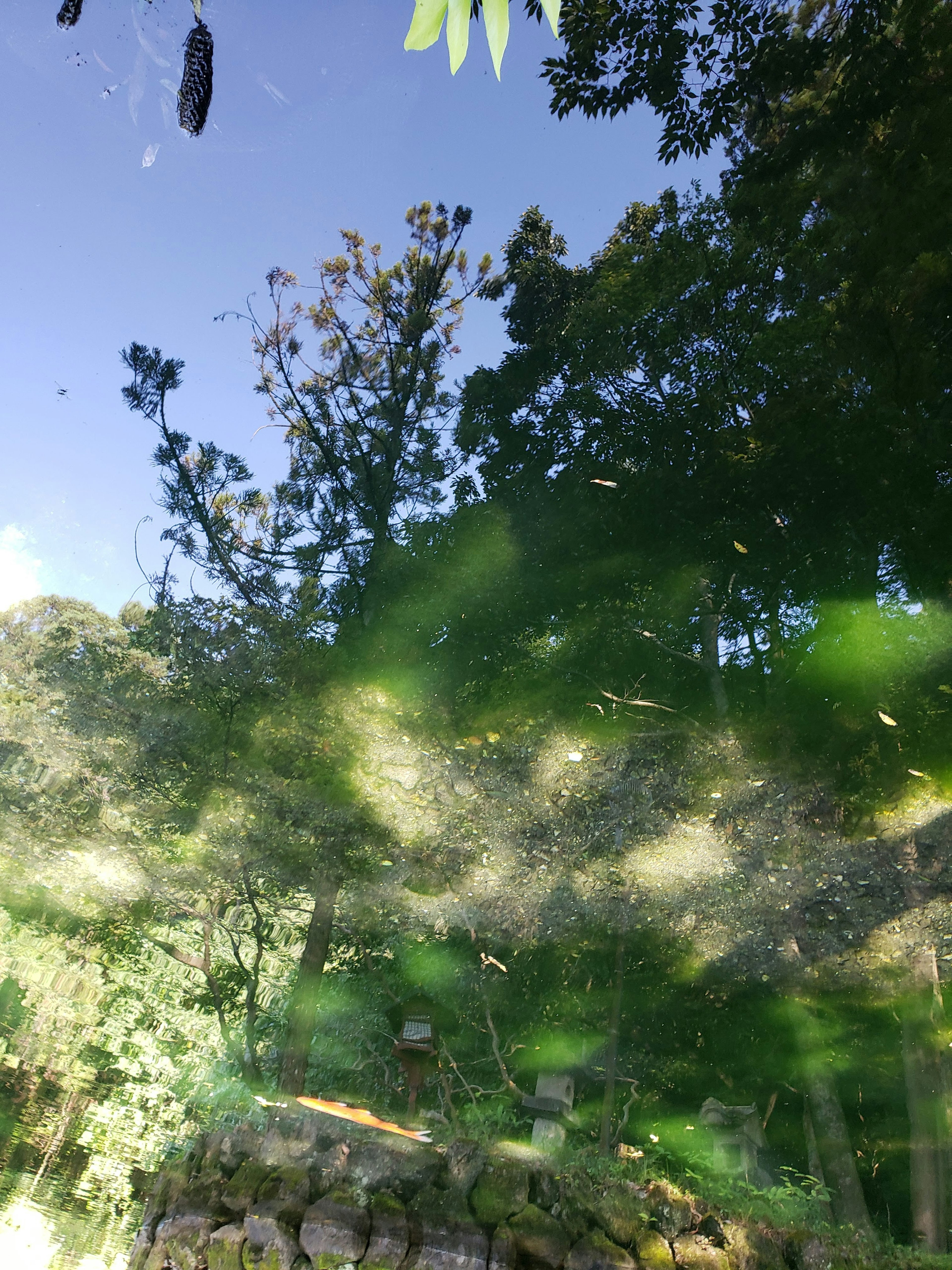 Reflejo de árboles y hojas verdes en la superficie del agua