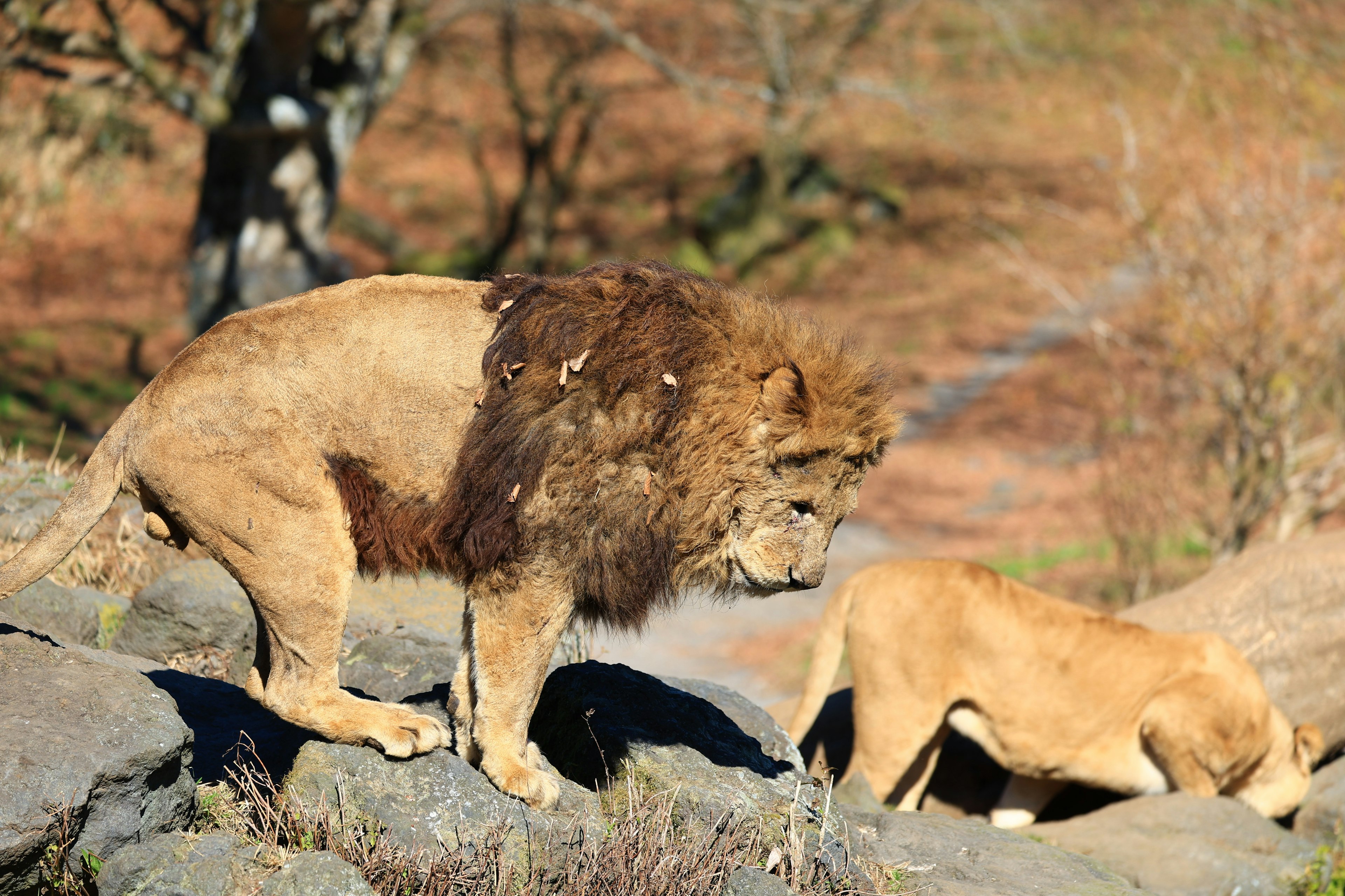 A lion and a cub walking on rocks in a natural setting