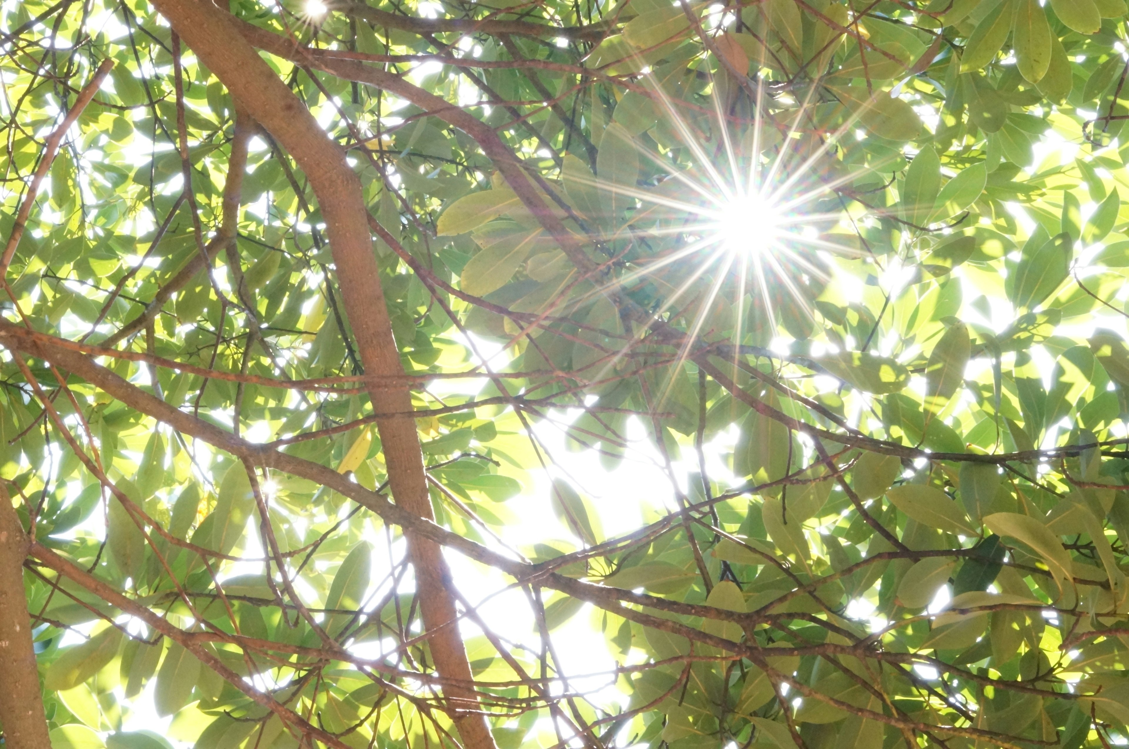 Sunlight filtering through green leaves of trees