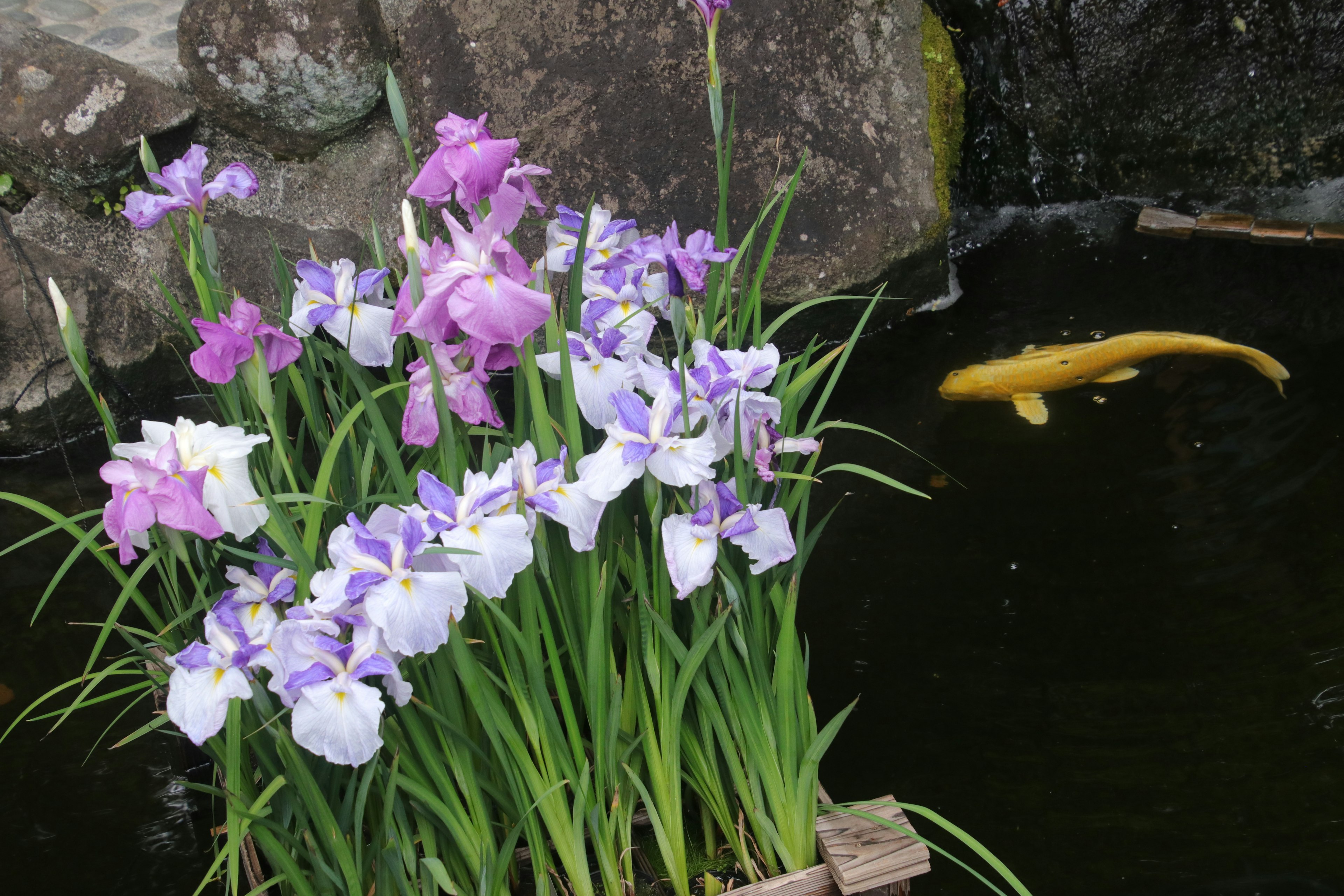 Sekelompok iris ungu dan putih mekar di dekat kolam dengan koi emas yang berenang