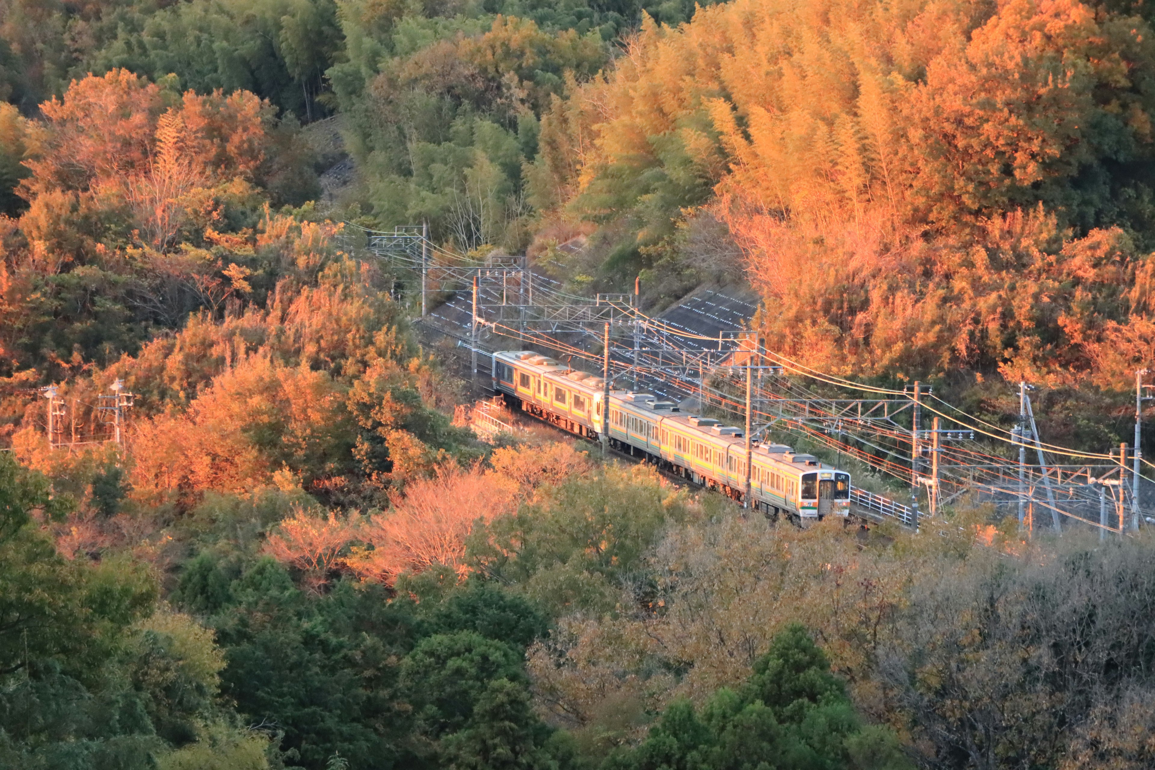 รถไฟวิ่งผ่านต้นไม้ที่มีสีสันของฤดูใบไม้ร่วงในภูเขา