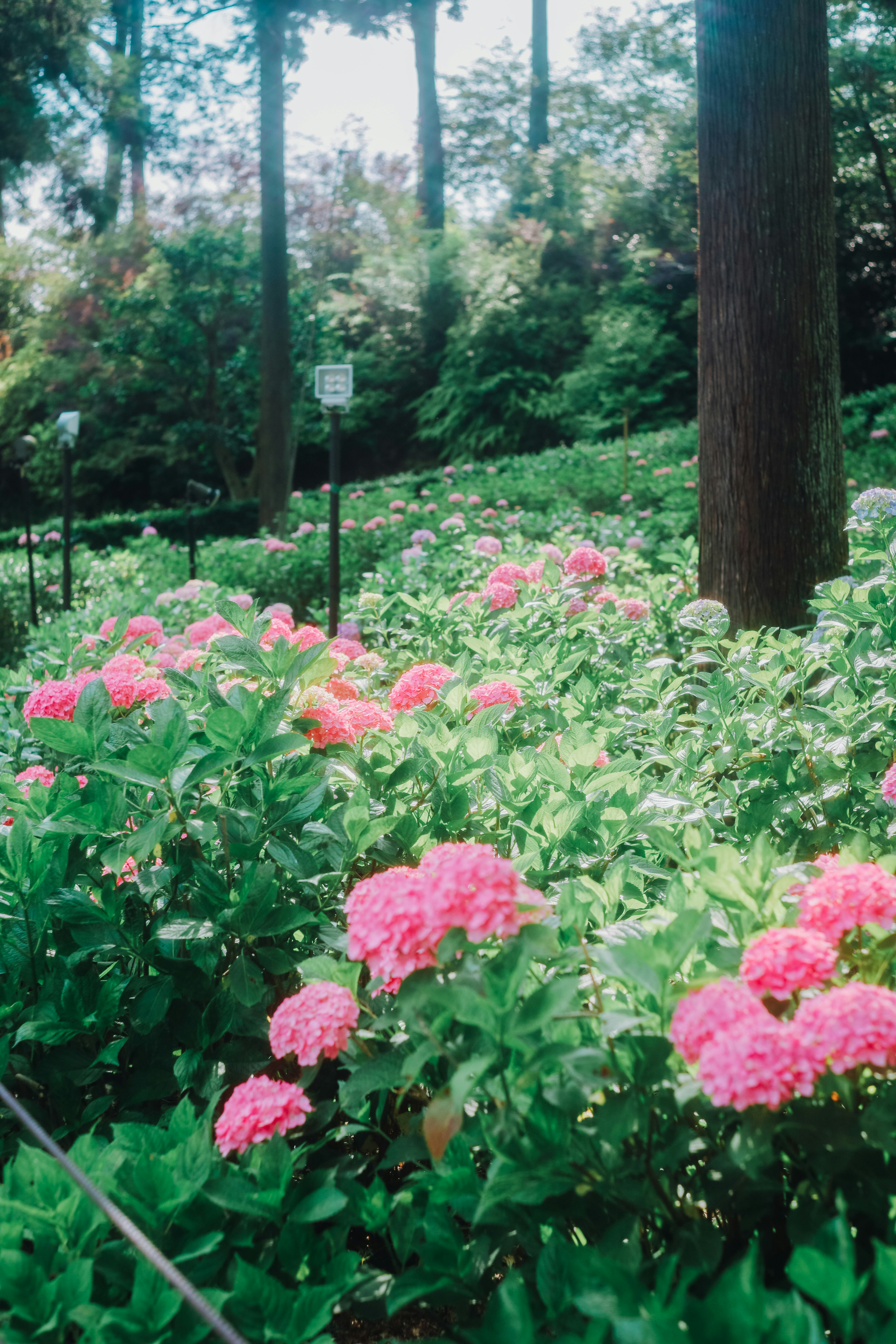 郁郁葱葱的花园场景，鲜艳的粉色花朵与绿植