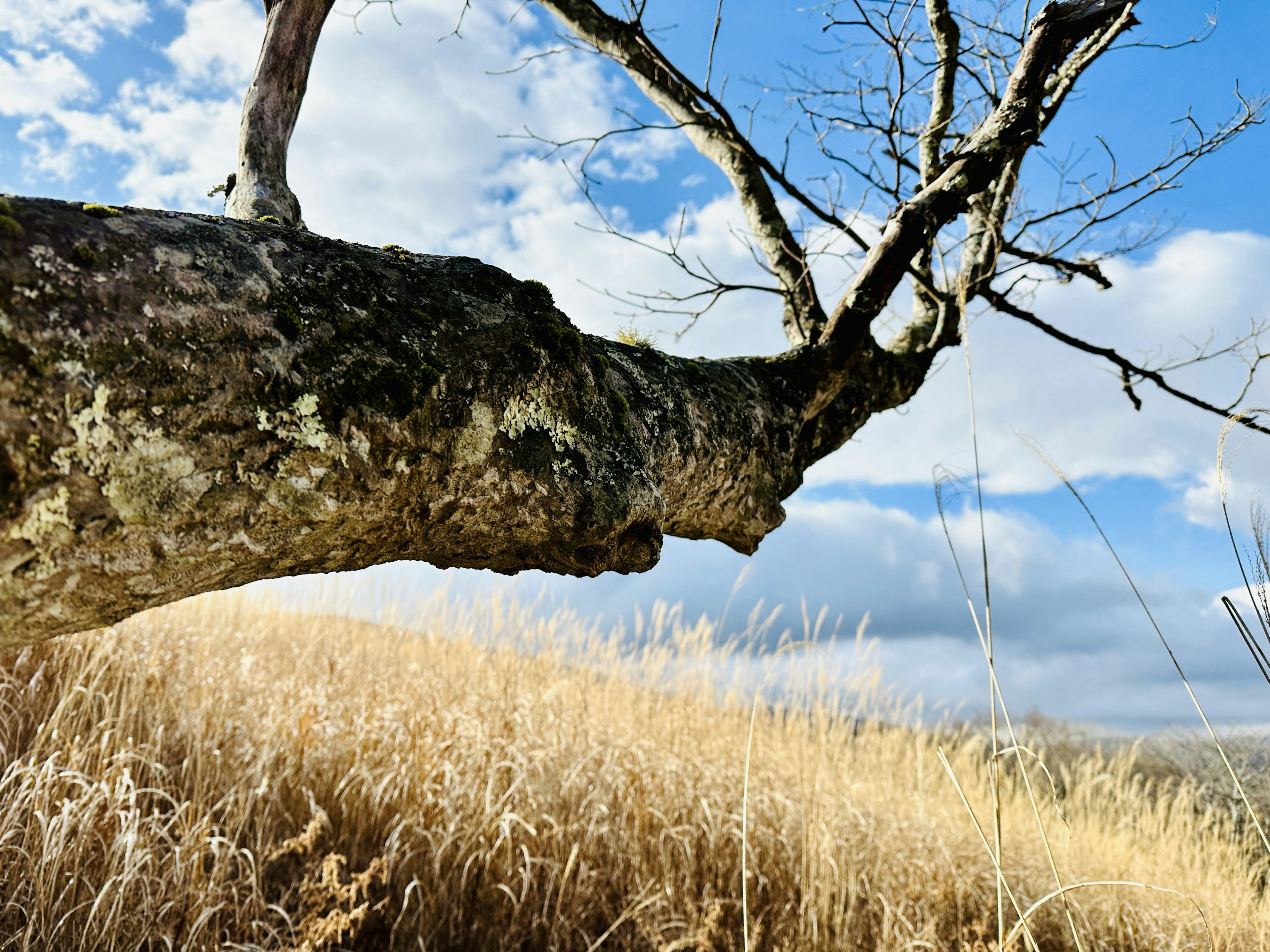 Une branche d'arbre avec un fond d'herbe sèche et ciel bleu