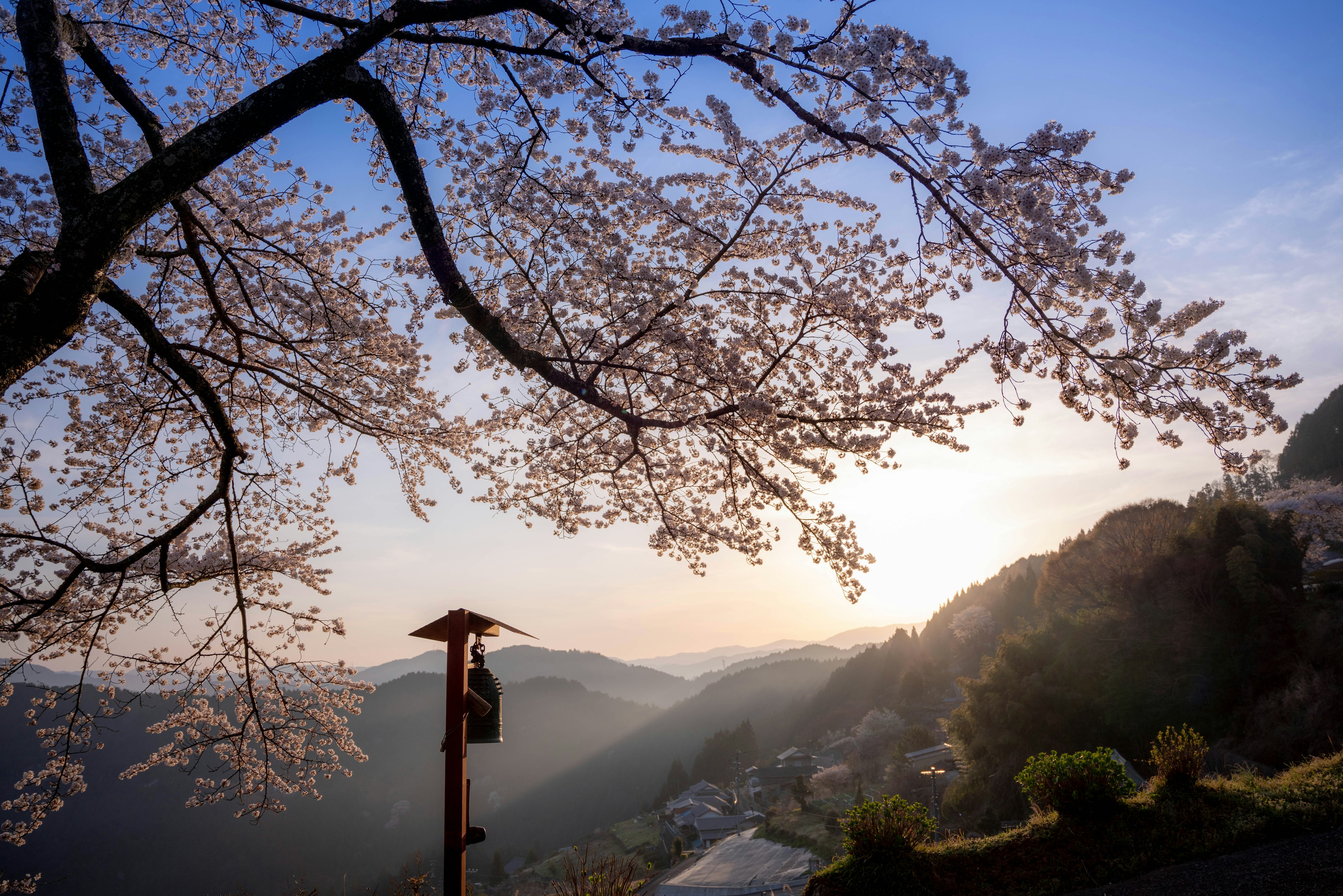 Arbre de cerisier avec vue sur la montagne et lumière du coucher de soleil