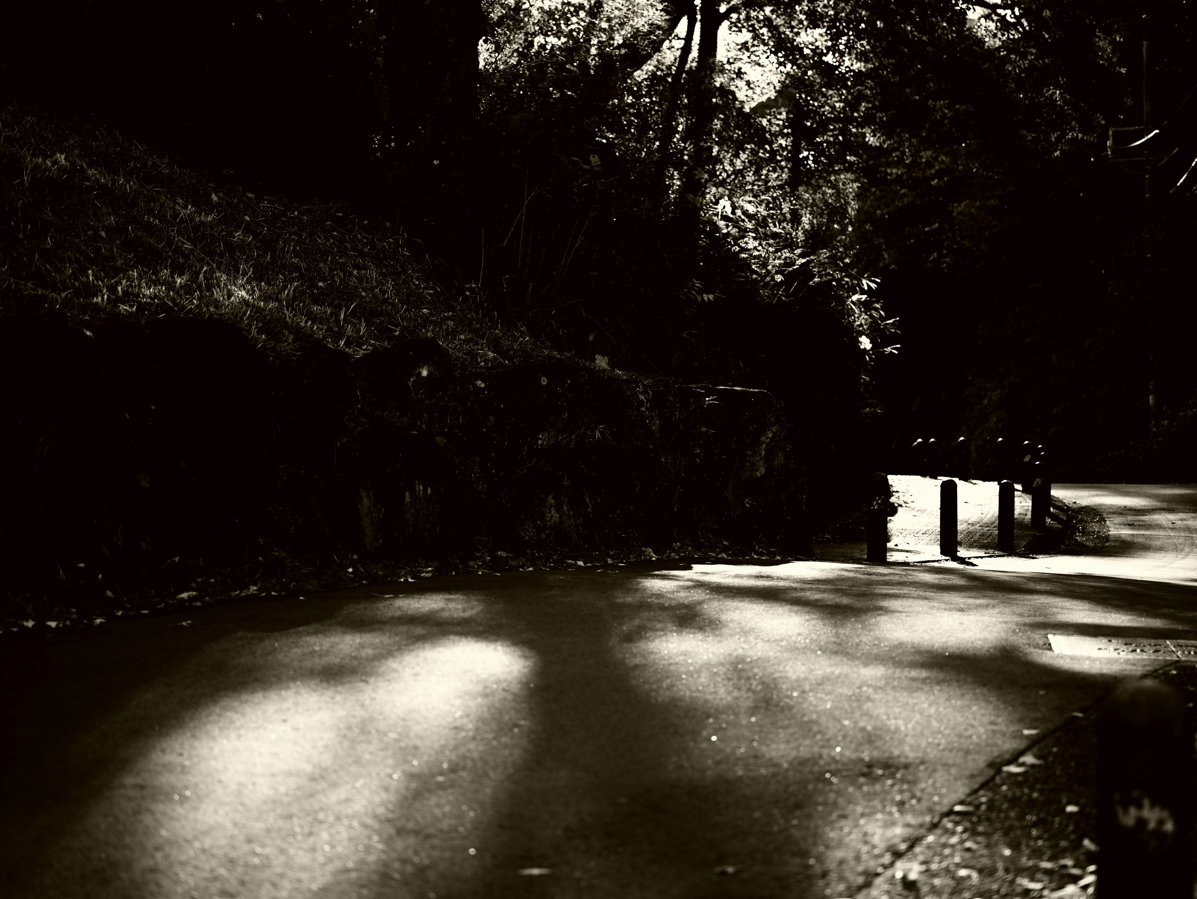 Curved path in a dark forest with shadows