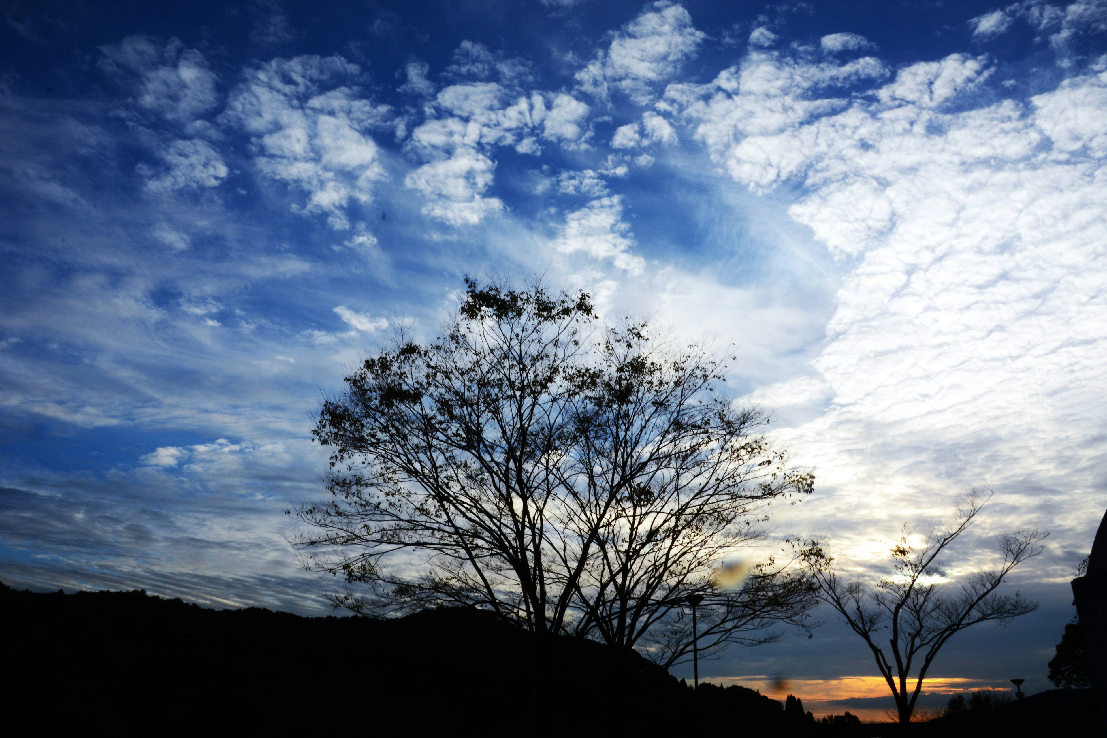 Silhouette eines Baumes vor einem blauen Himmel und Wolken