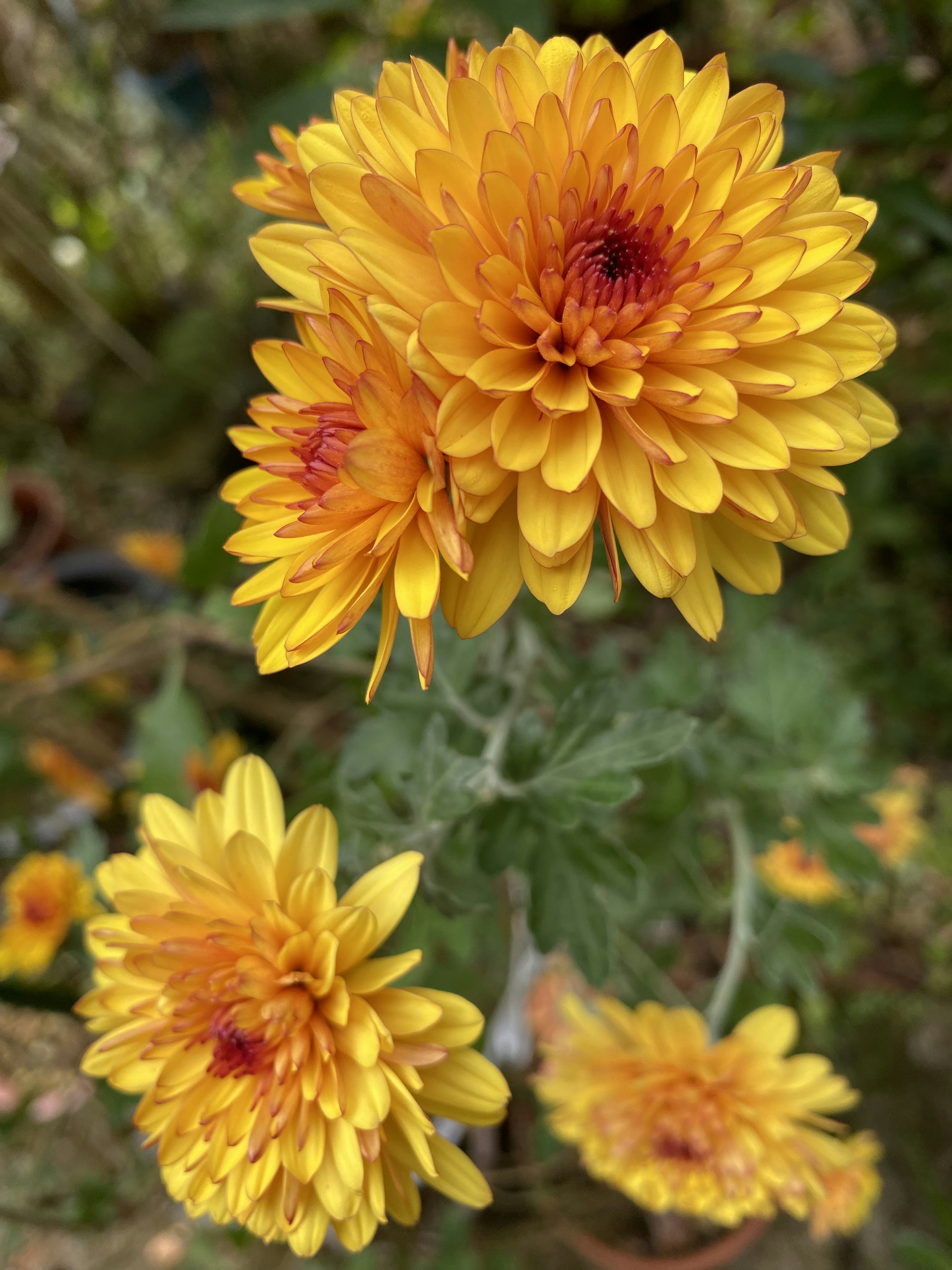 鮮やかな黄色の菊の花が咲いている様子