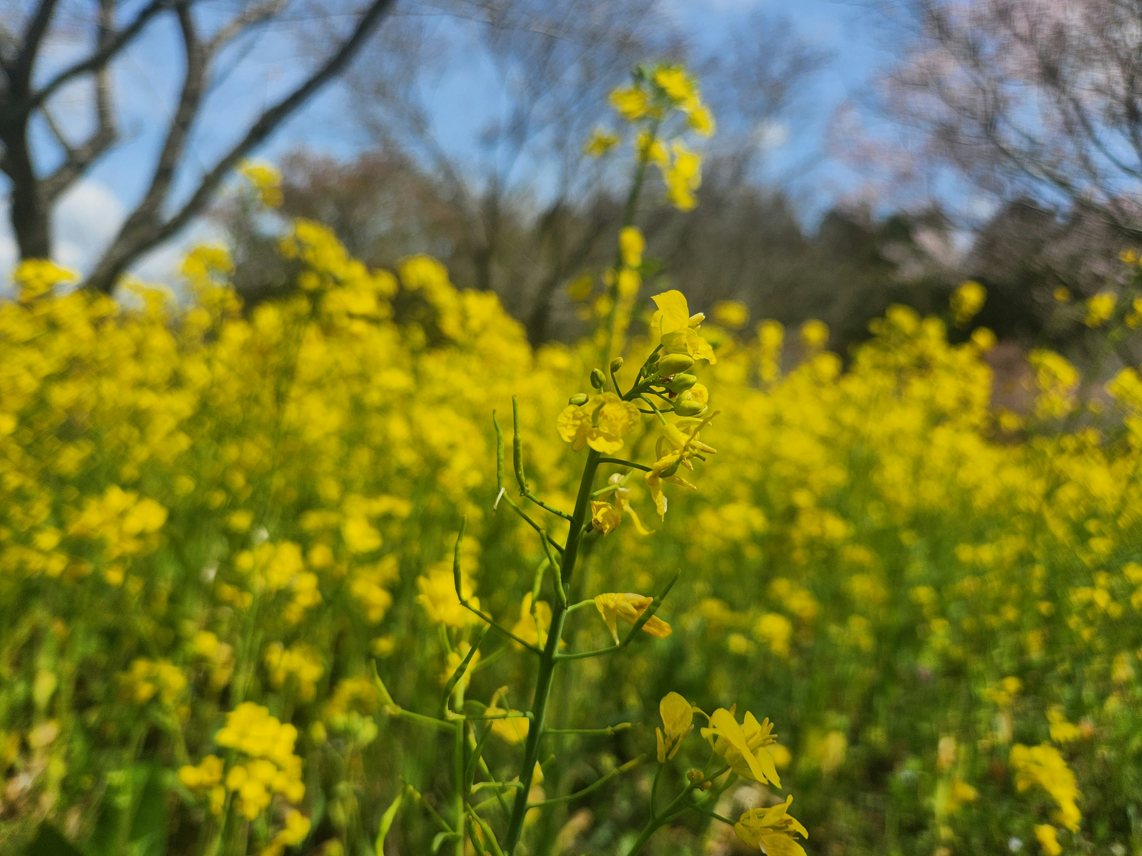 Lebendiges Feld mit gelben Blumen vor blauem Himmel