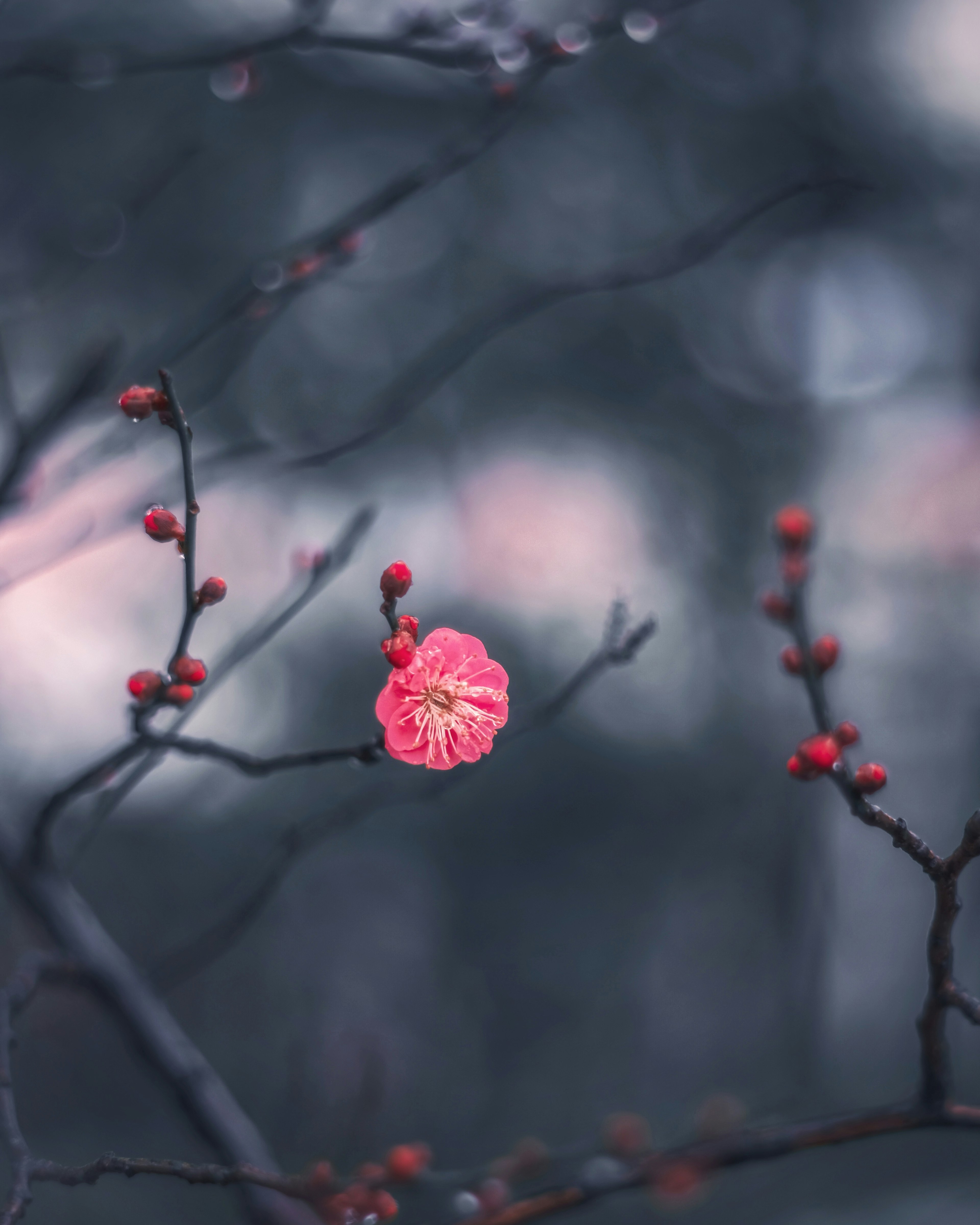 Primo piano di un ramo con fiori di prugno e gemme