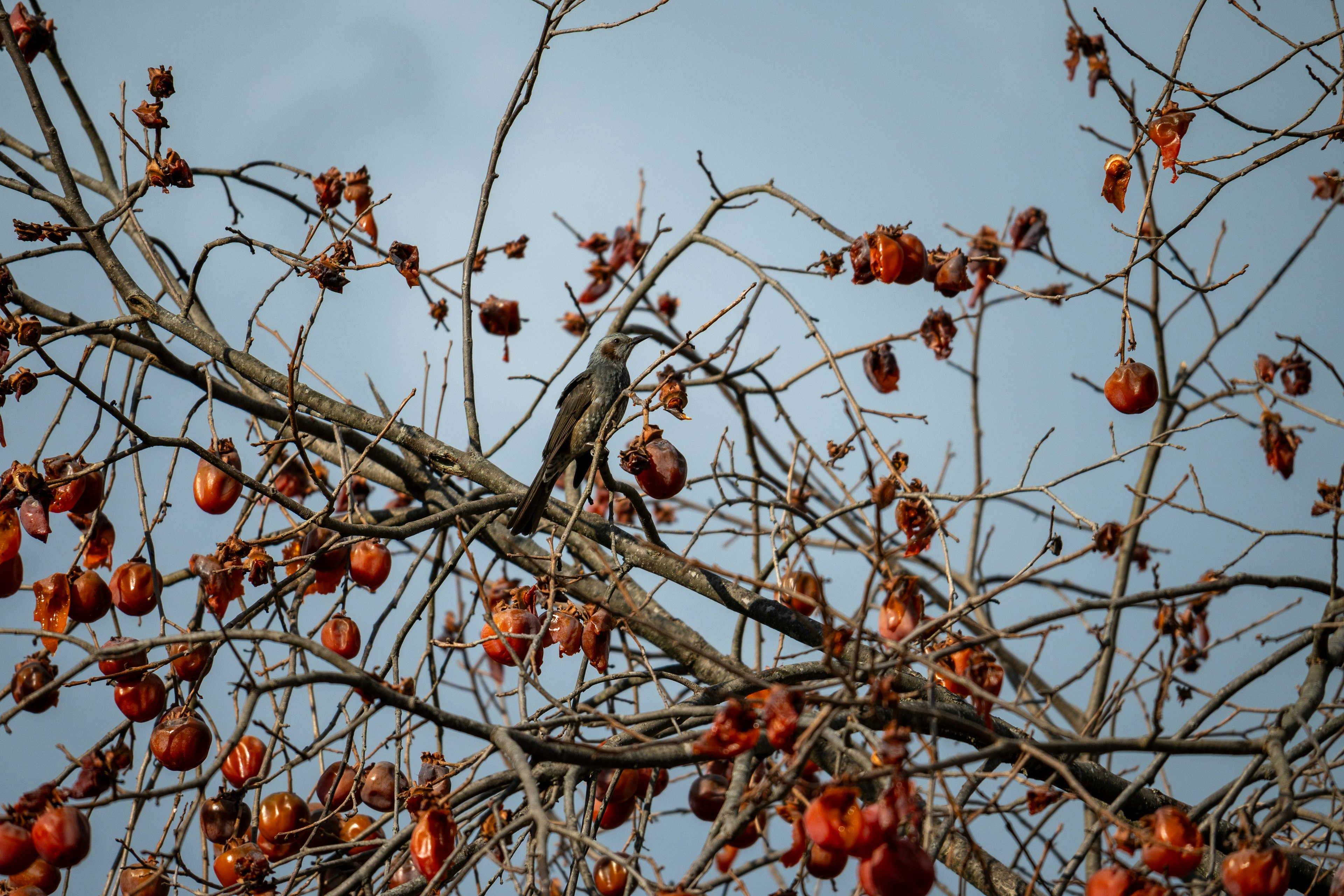 Uccello appollaiato su un ramo con frutti rossi contro un cielo nuvoloso