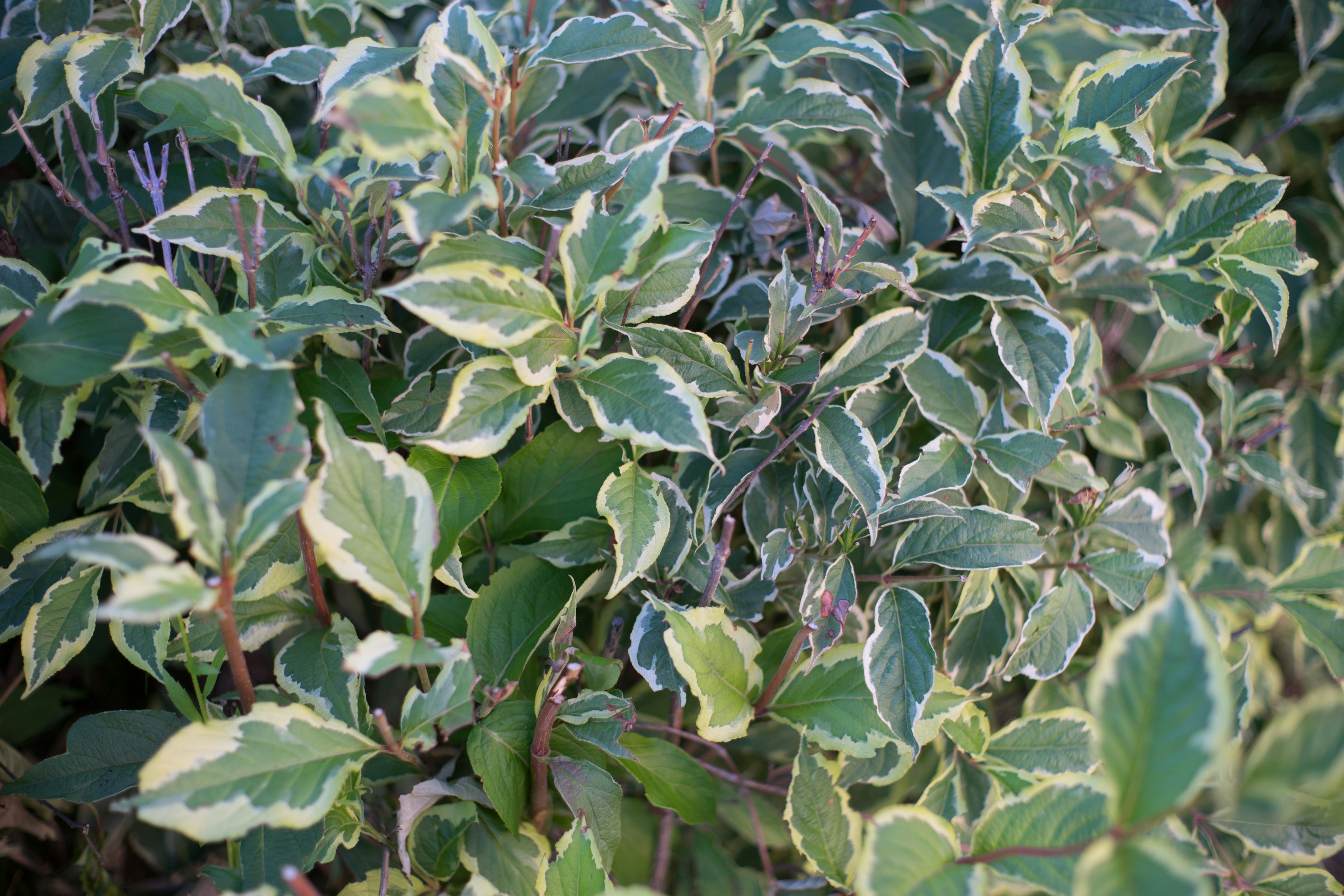 特写植物，密集绿色叶子和奶油色边缘