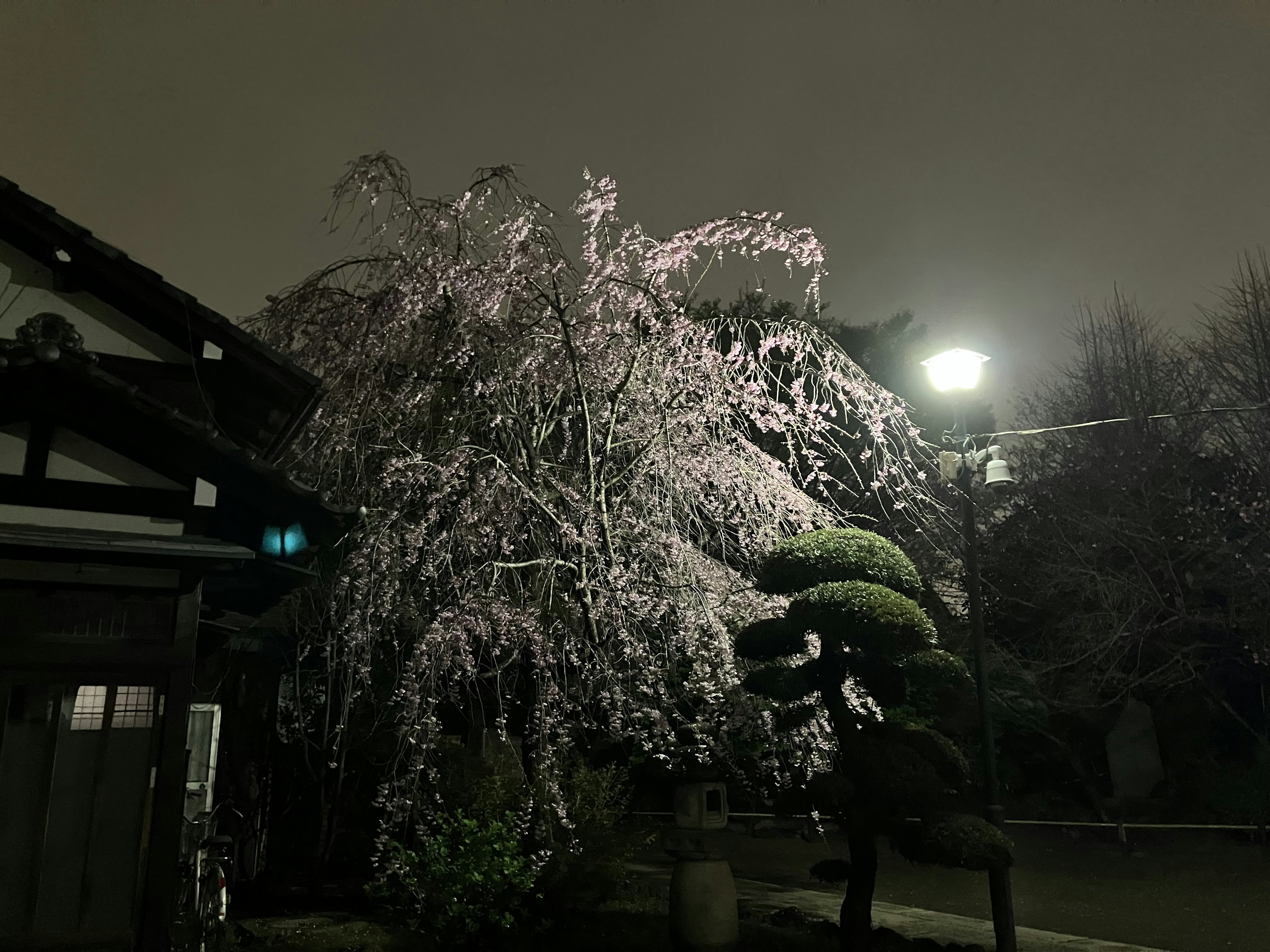 Night scene of a cherry blossom tree covered in snow with a traditional Japanese building