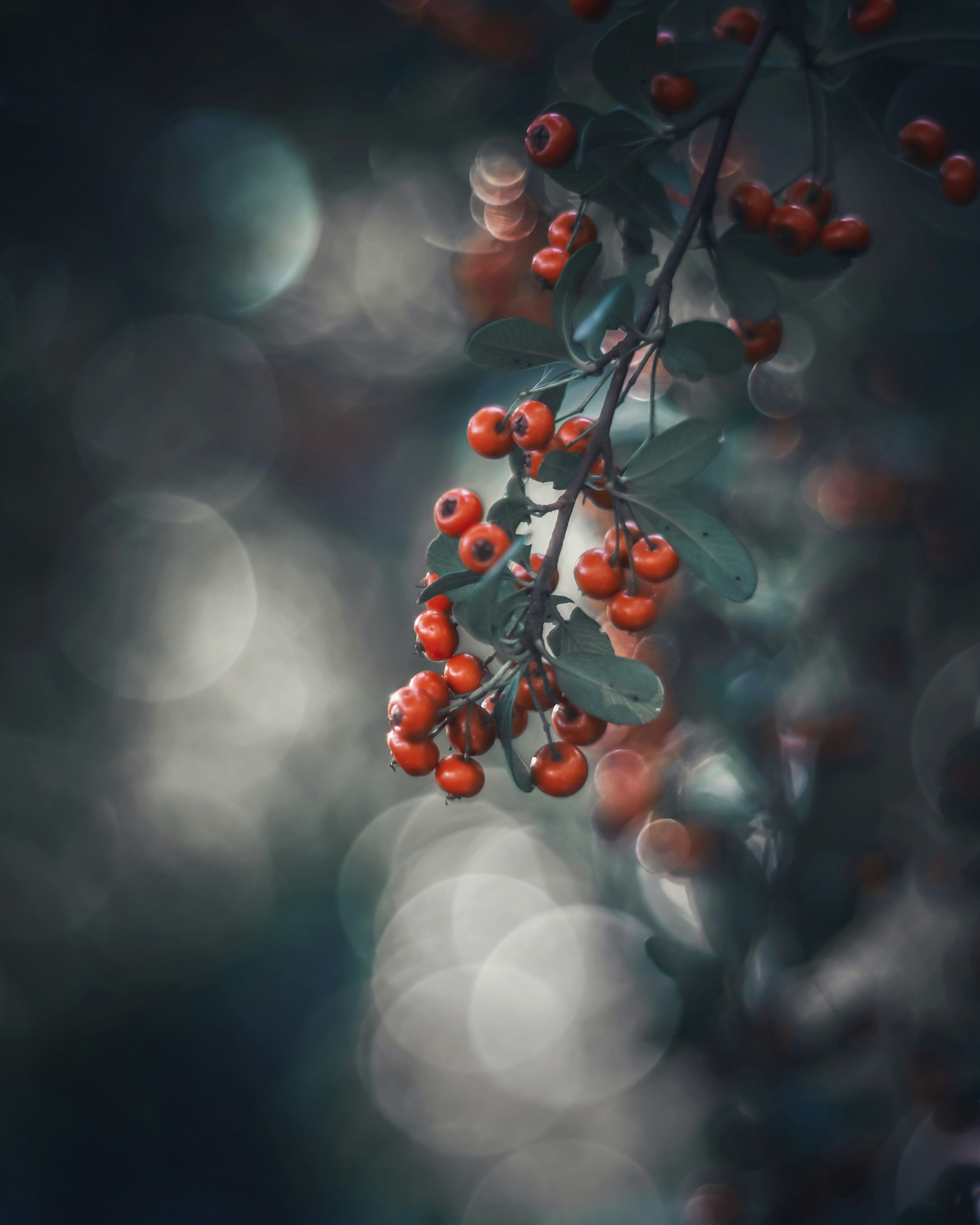 Zweig mit roten Beeren vor unscharfem Hintergrund