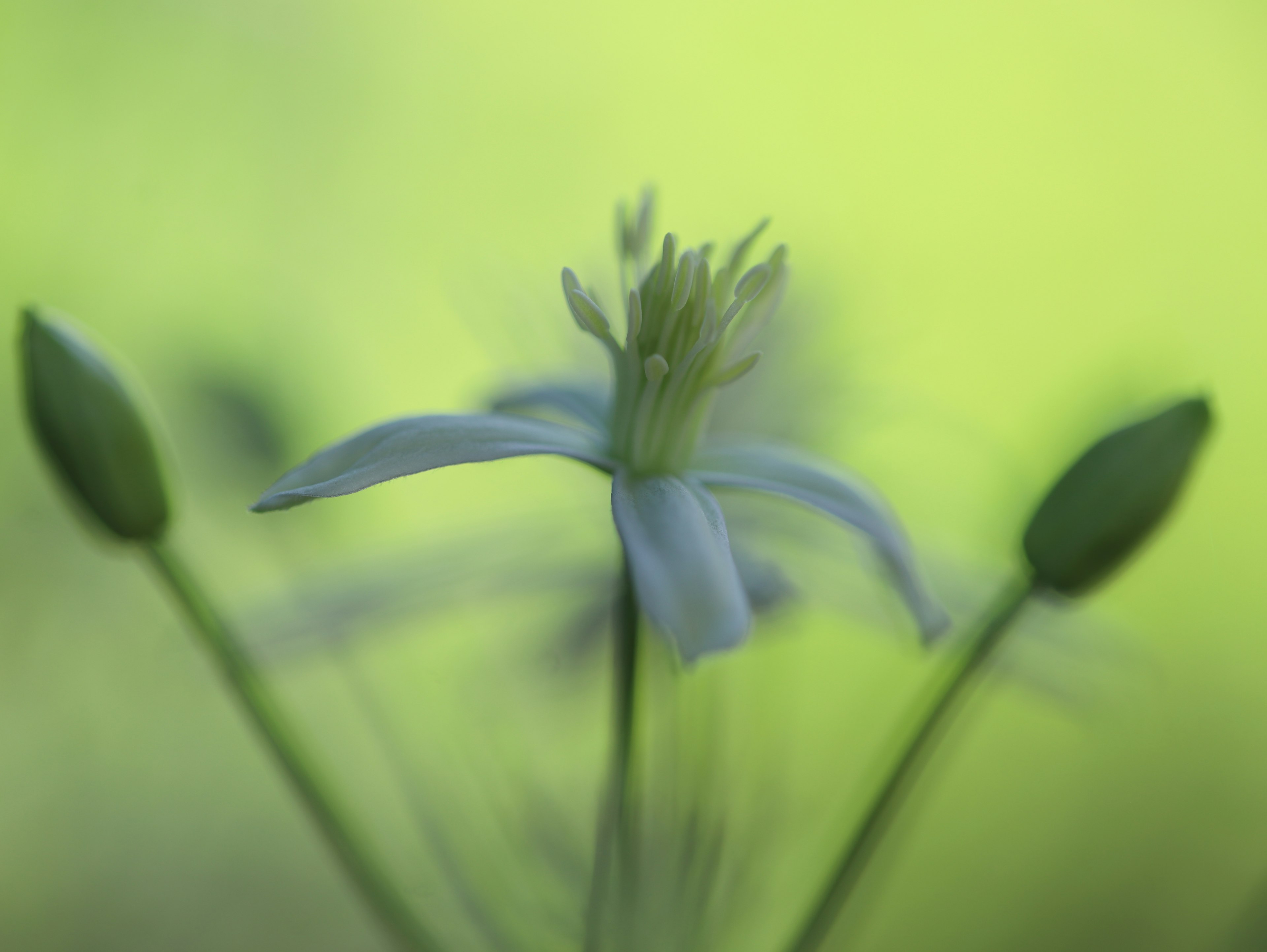 淡い緑の背景に白い花がぼんやりと浮かび上がる画像