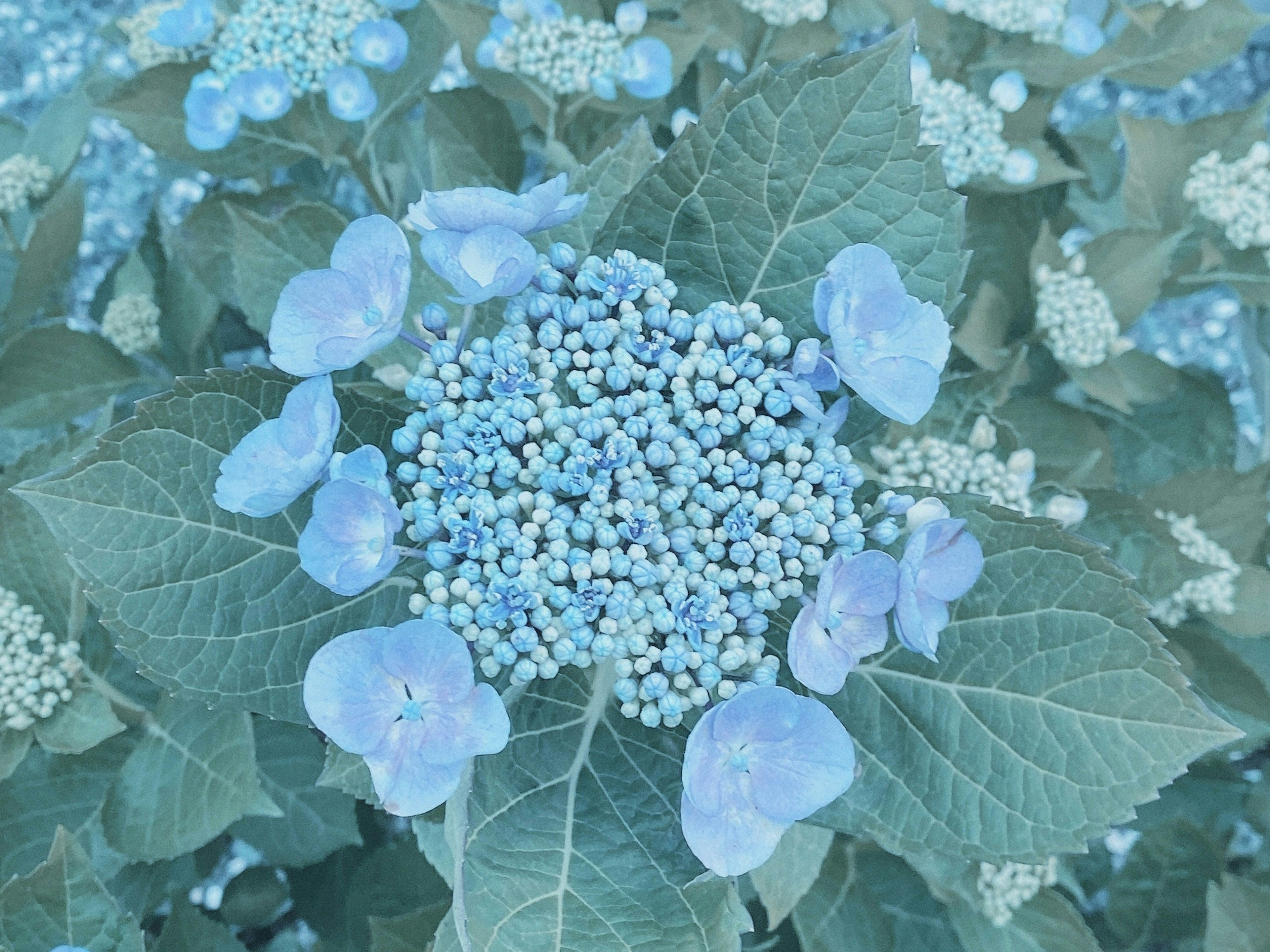 青い紫陽花の花が特徴的な画像