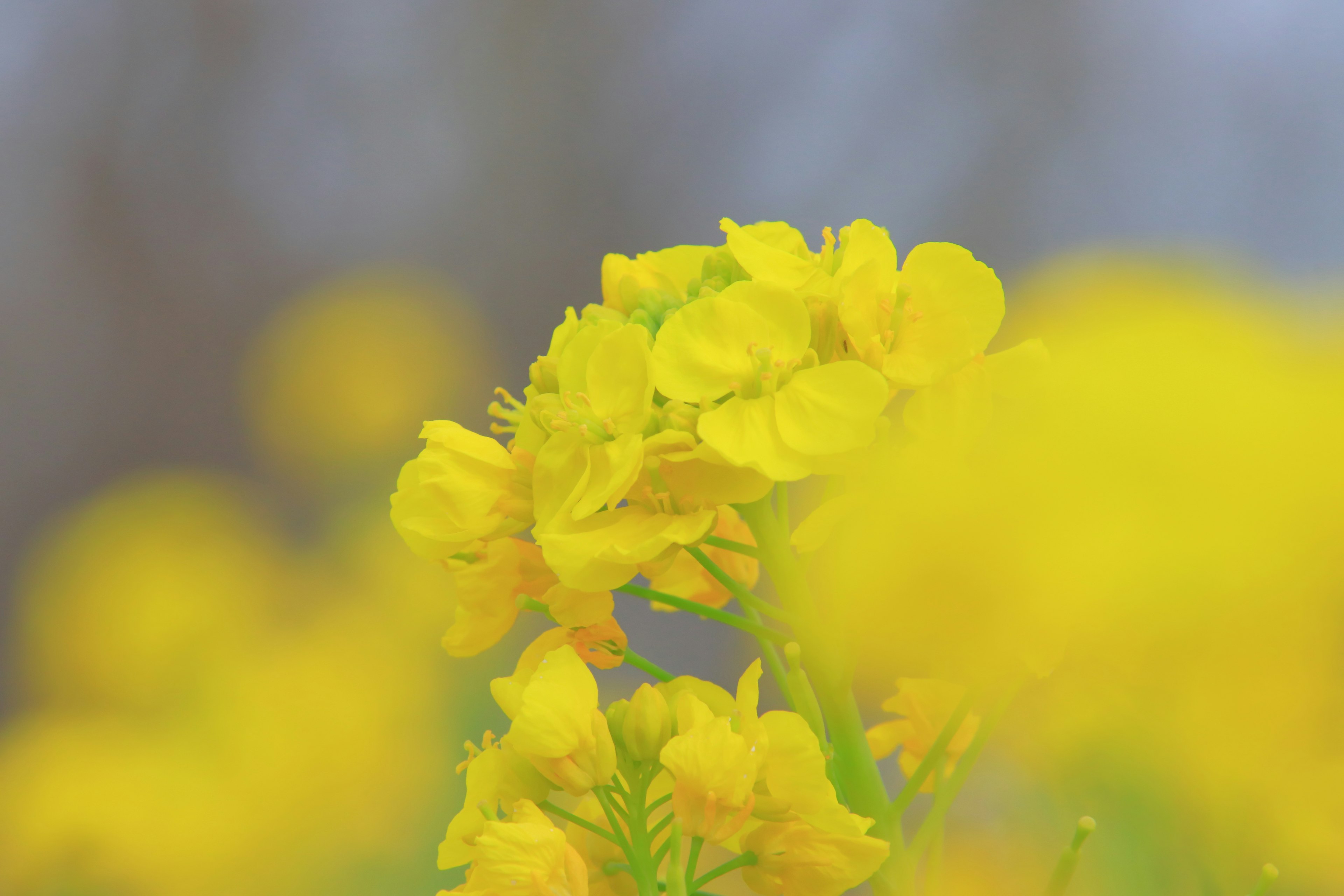 Nahaufnahme von lebhaften gelben Blumen mit verschwommenem Hintergrund